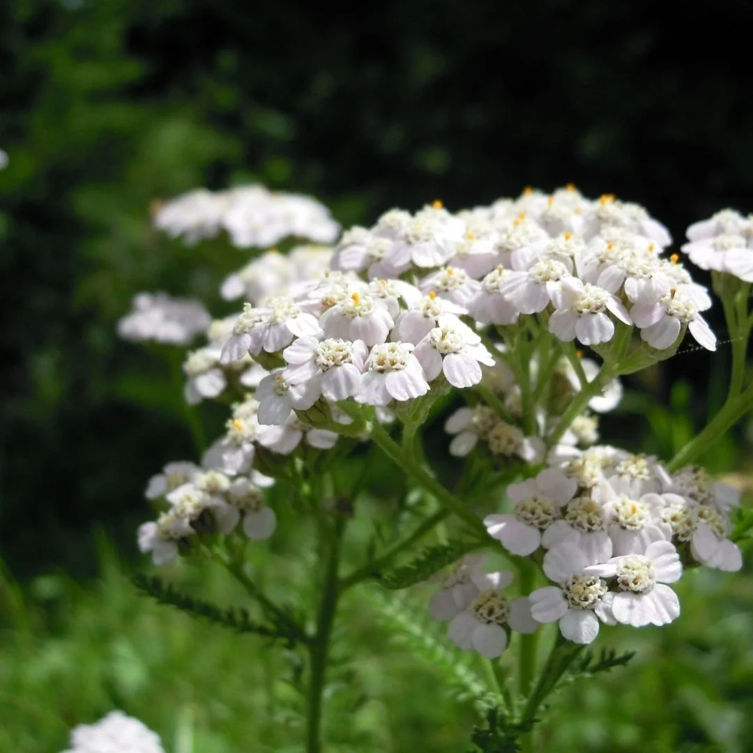 White flowering plant with small clustered blooms and green leaves.