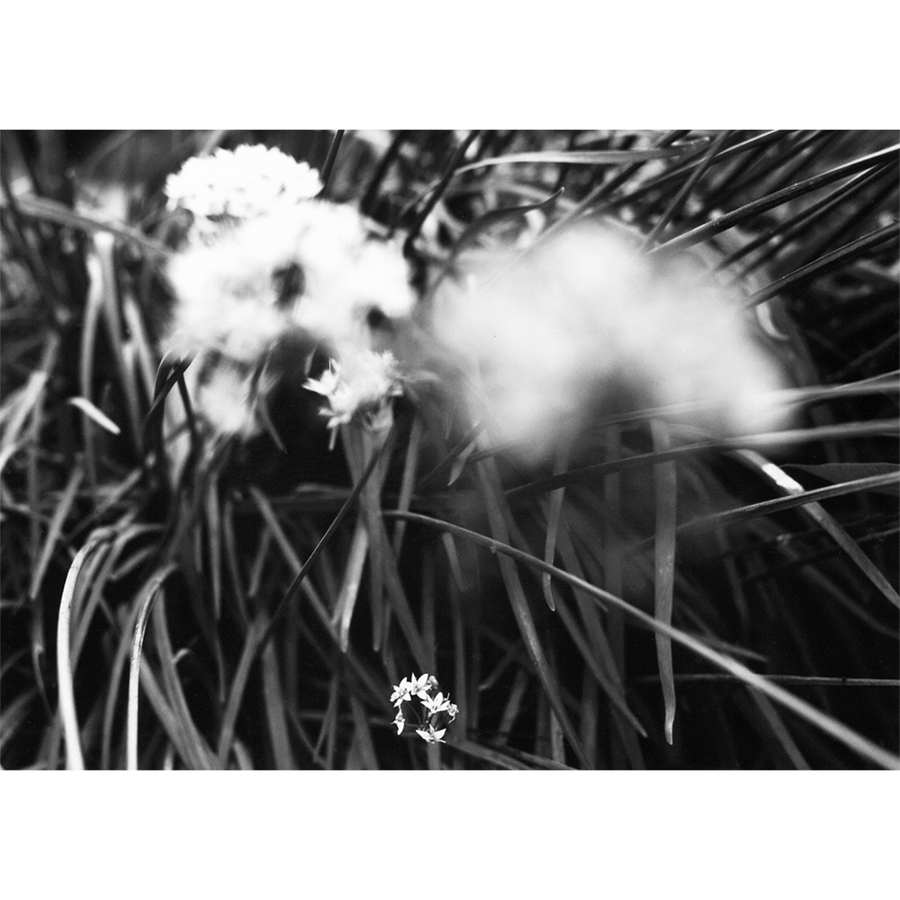 Silver gelatin photograph 'Chives' — white chive blossoms among soft-focus blades, hand-printed.