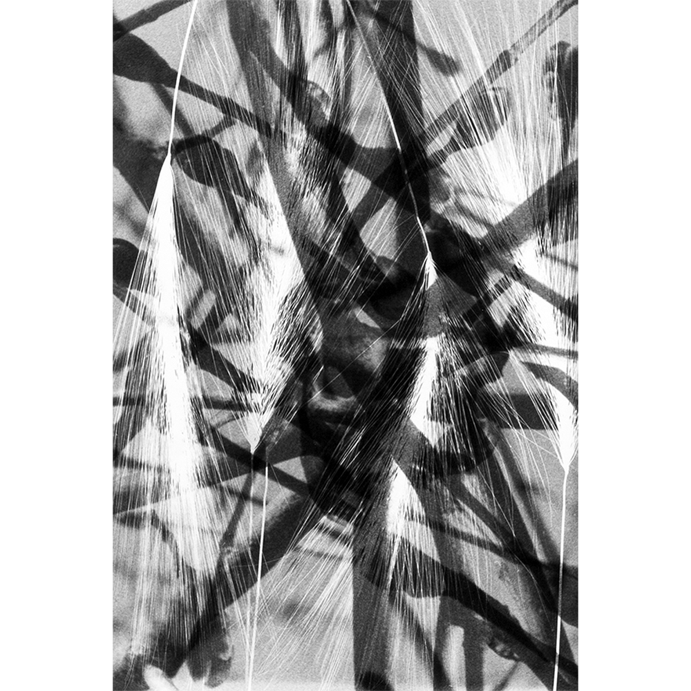 Original hand-printed black and white photogram by Shannon Graham of S&C Design Studios.