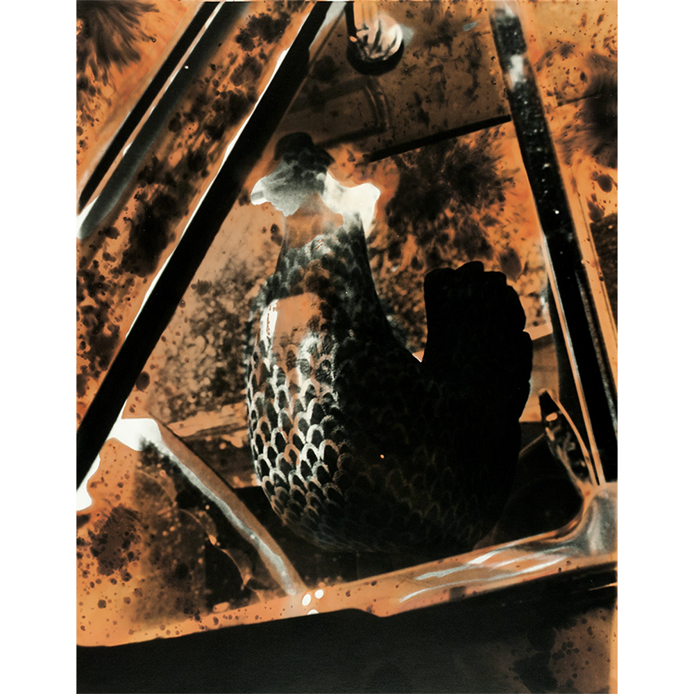 Chemigram silver gelatin print - abstract still life photograph of animal passenger in truck cab.