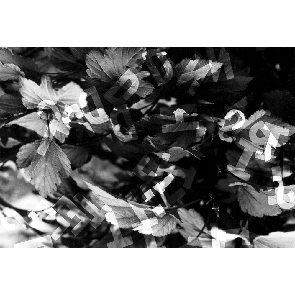 Black-and-white abstract photograph featuring botanical background overlaid by letters.