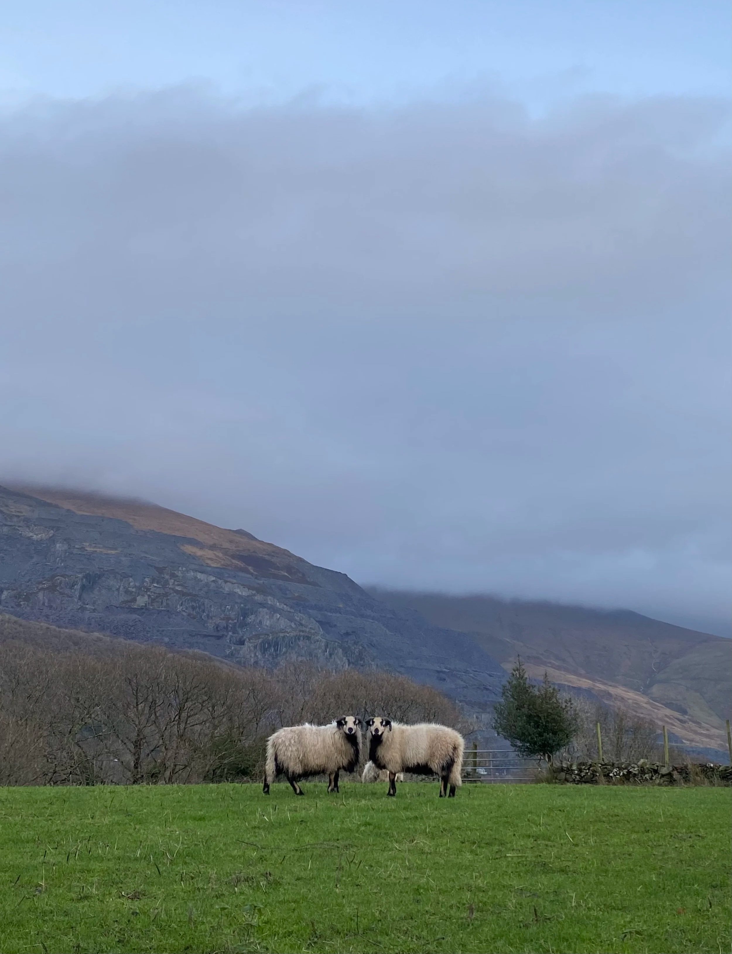 Two sheep standing in a grassy field with mountains and a cloudy sky in the background.