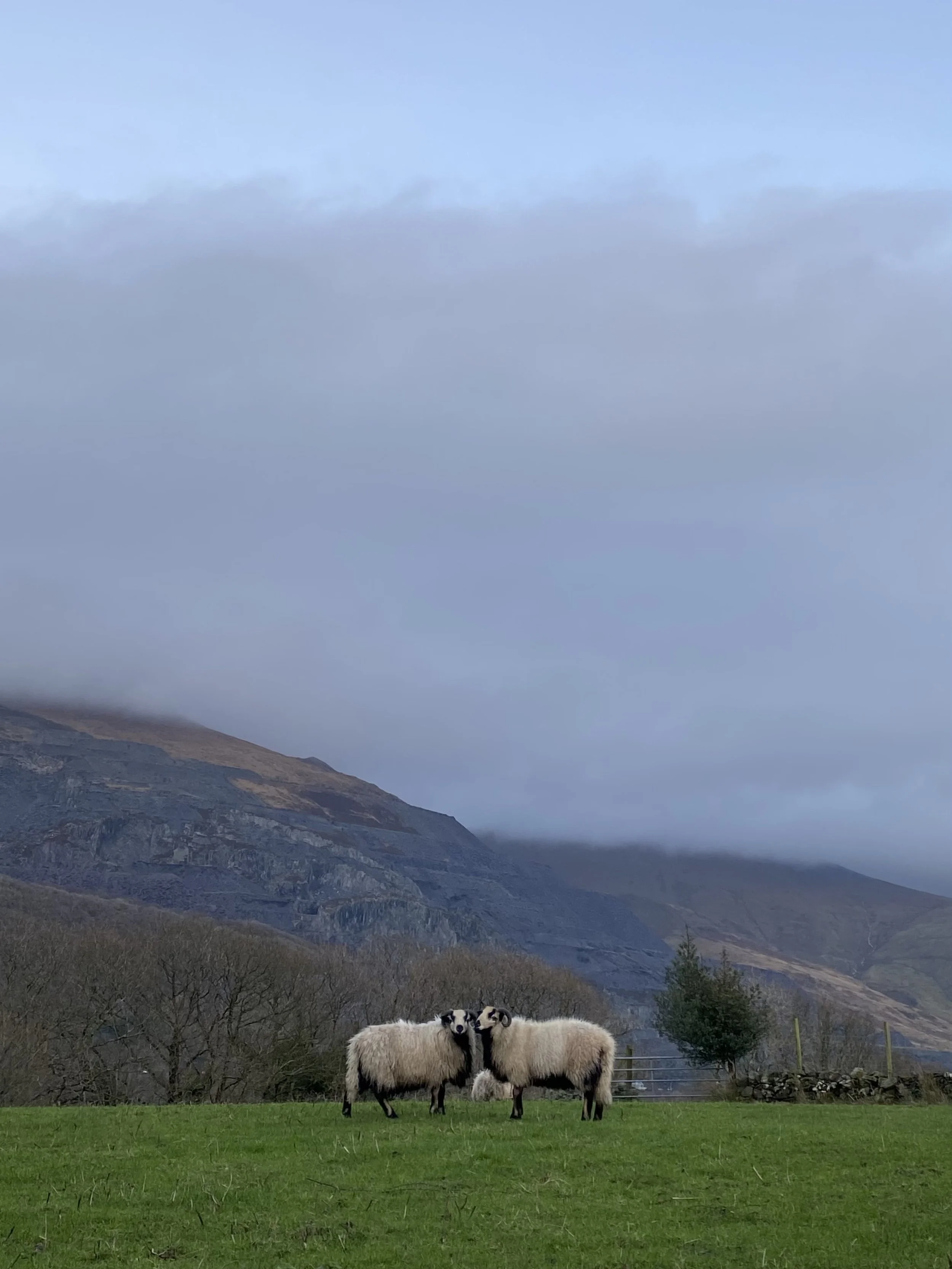 Two sheep standing close together on a grassy field with mountains and cloudy sky in the background.