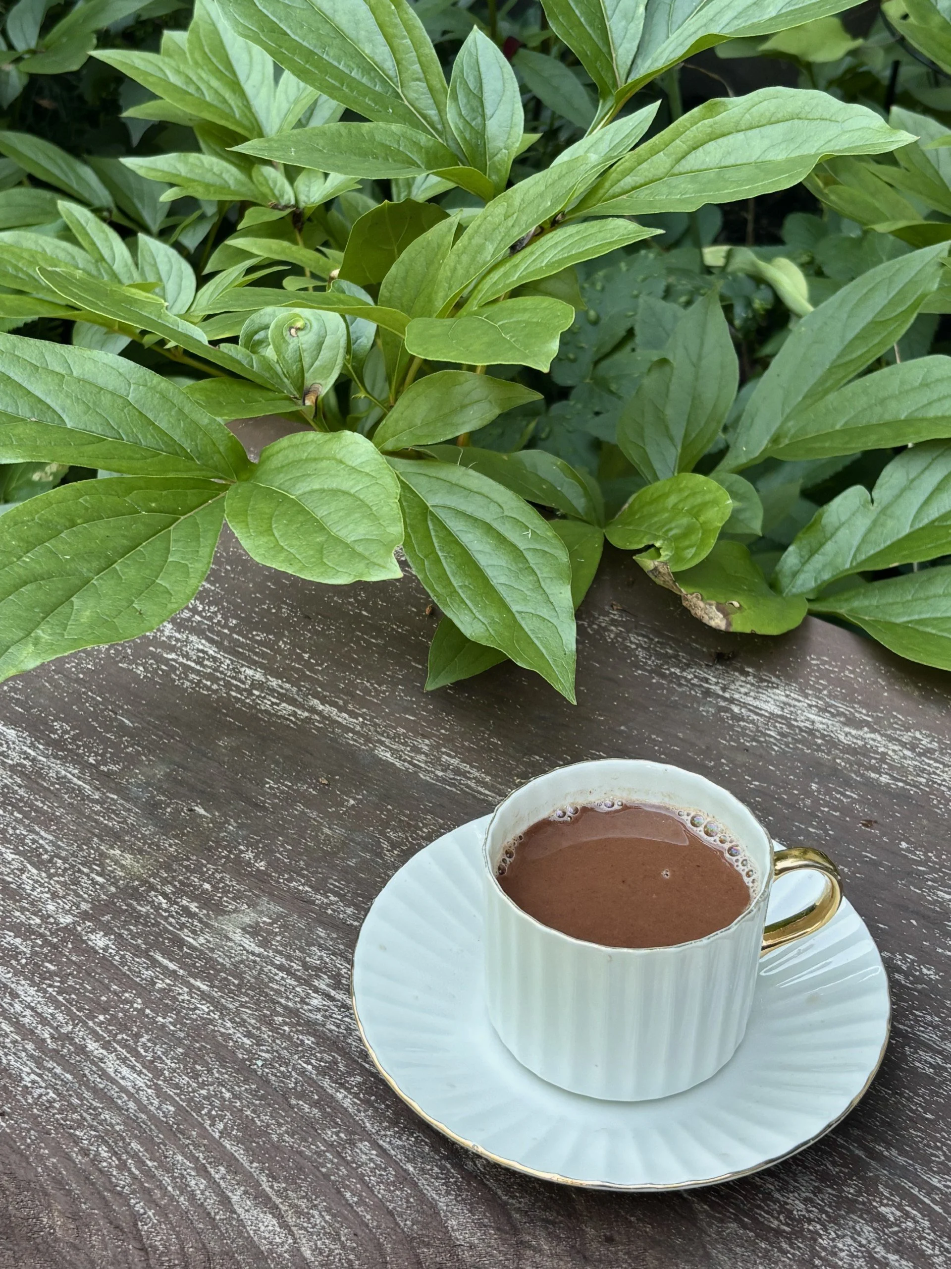 A white teacup filled with hot chocolate on a matching saucer, placed on a wooden table with a rustic finish. In the background, green leafy plants.