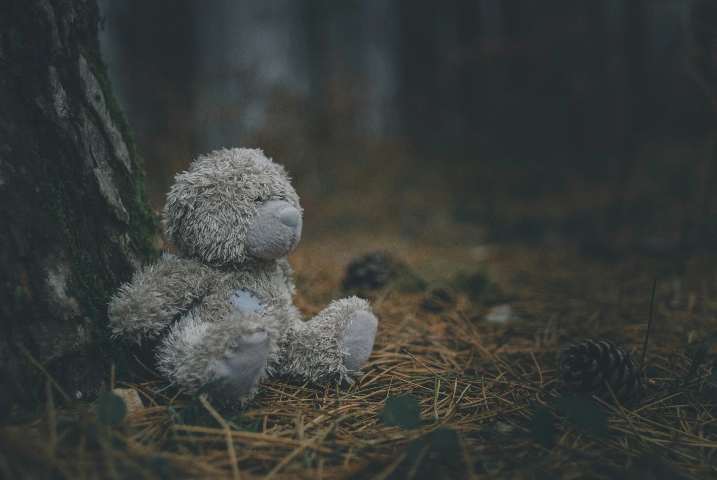 A teddy bear with a blue heart on its chest, sitting against a tree trunk on a forest floor covered in pine needles and pinecones.
