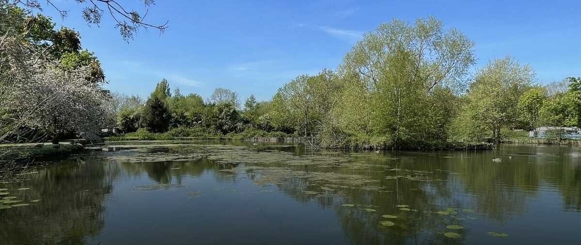 A peaceful pond surrounded by trees with budding leaves under a clear blue sky.