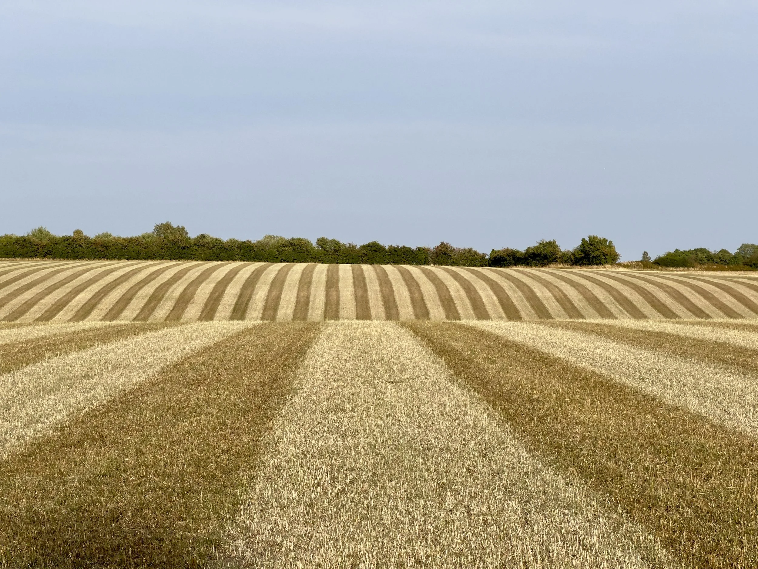 A field with evenly spaced, curved rows of harvested crops under a cloudy sky with trees on the horizon.