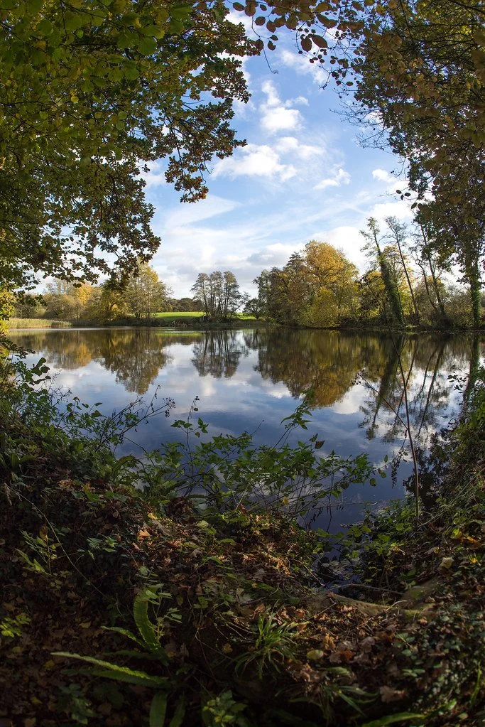 A peaceful lake surrounded by trees with autumn foliage, reflection of the sky and clouds on the water, taken from the lakeshore with overhanging branches in the foreground.