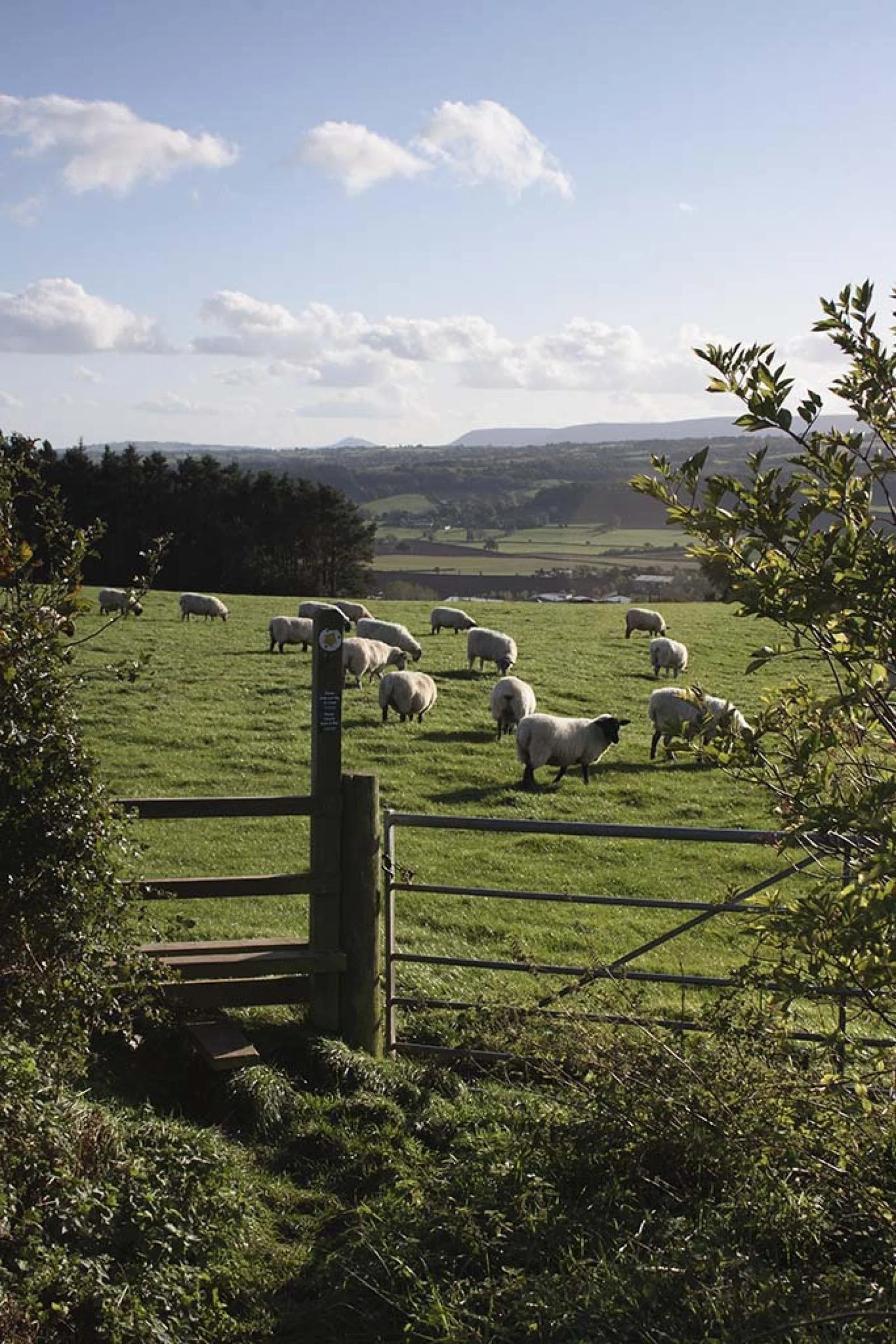 Green field with grazing sheep, surrounded by trees and rolling hills under a partly cloudy sky.