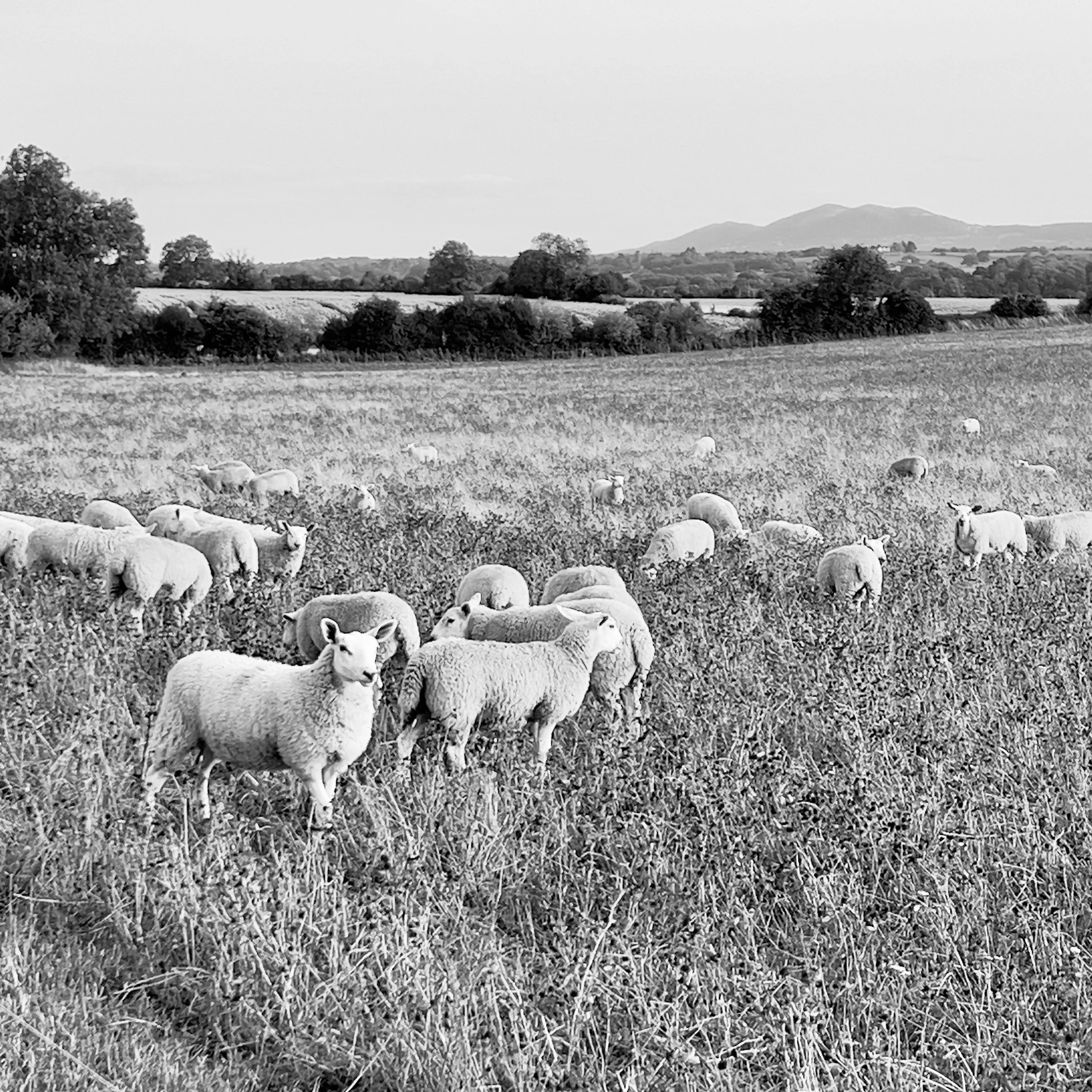 A black and white photo of a flock of sheep grazing in a grassy field, with trees and mountains in the background.