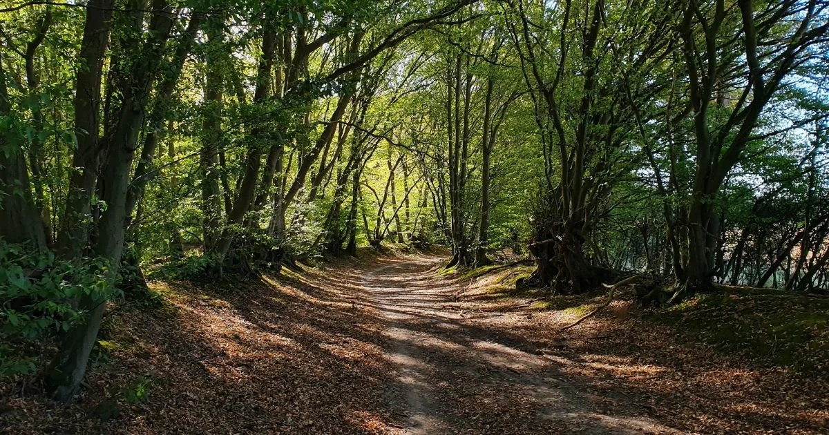 A dirt path winding through a dense green forest with sunlight filtering through the trees.