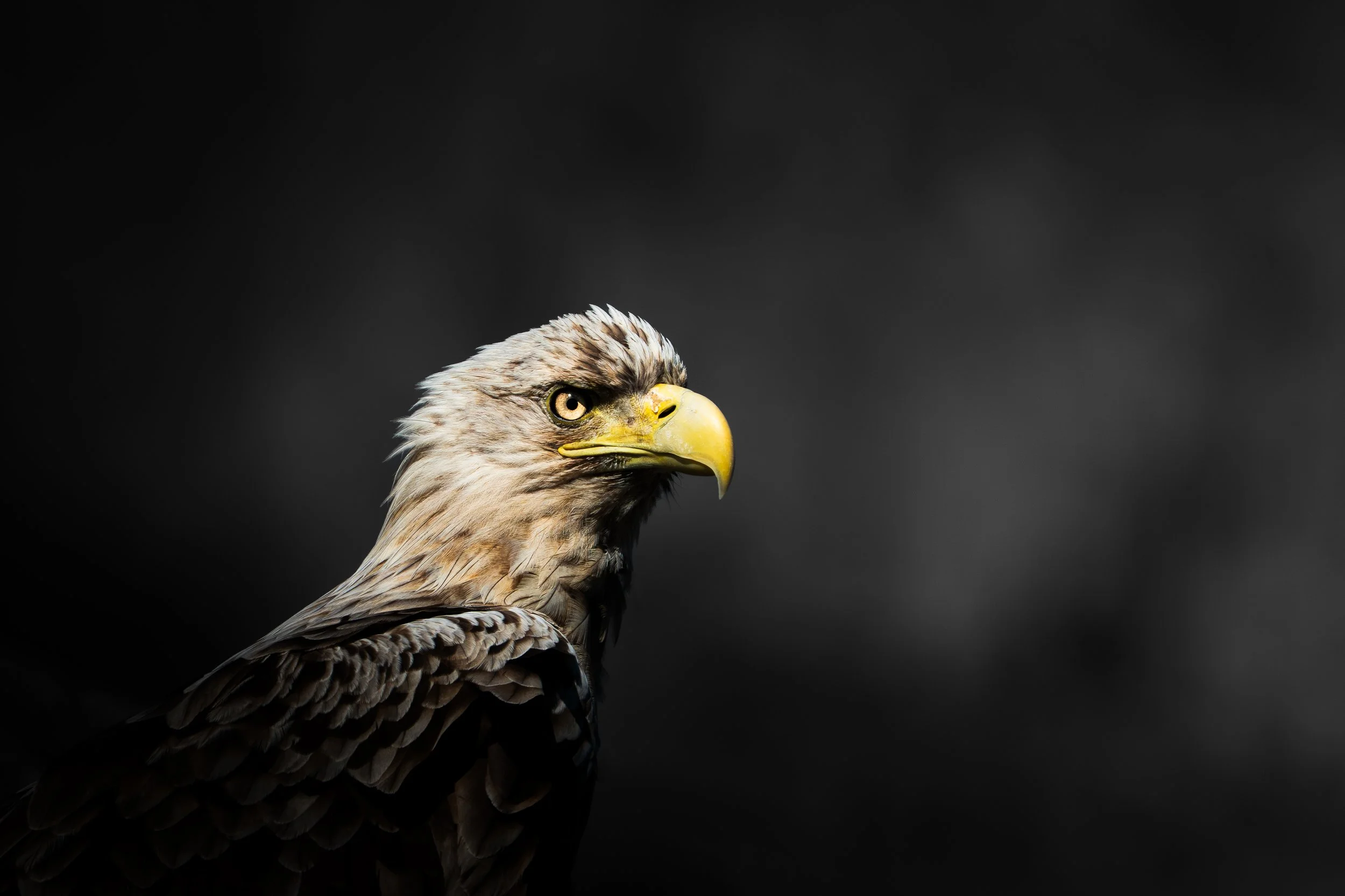 Close-up of a bird of prey, possibly an eagle, with brown and white feathers, staring to the side against a dark background.