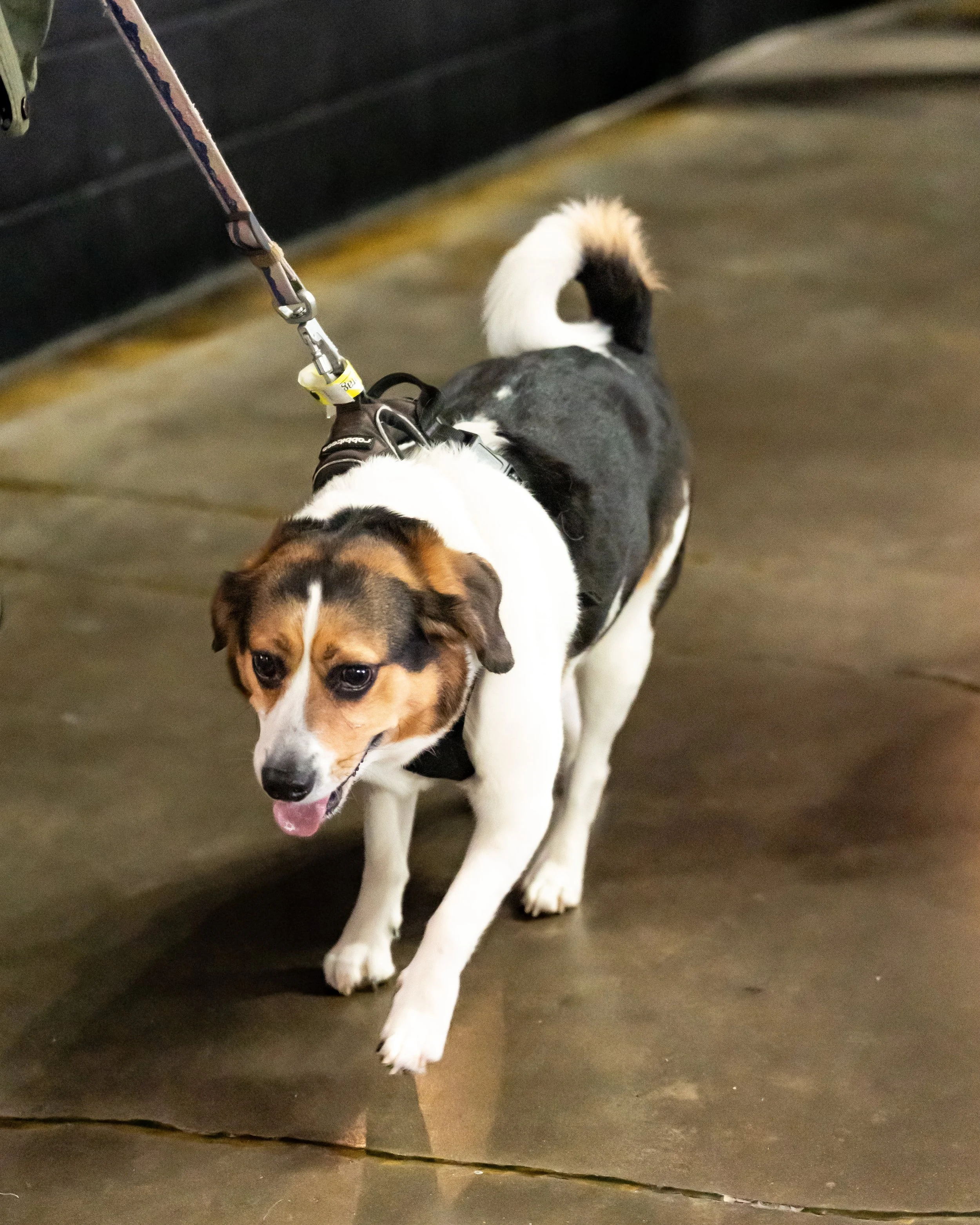 crowd-dogs-14.jpg