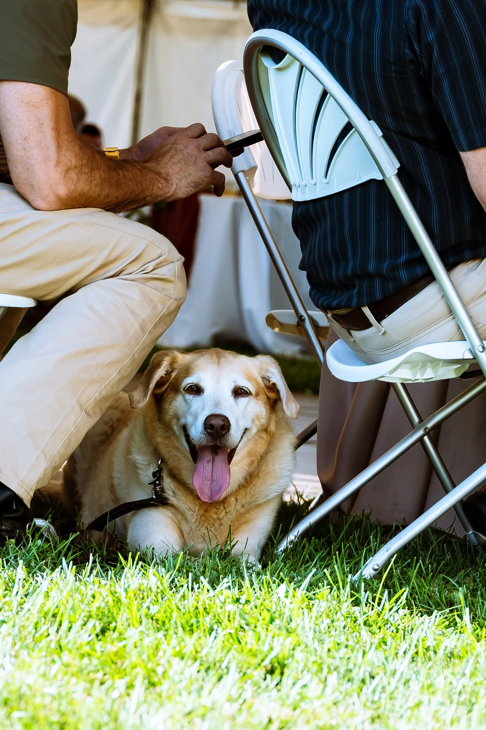 A dog with tan and white fur, lying on the grass, panting with its tongue out. Two people are sitting nearby, one in beige pants and the other in a striped shirt, with a small chair in between.