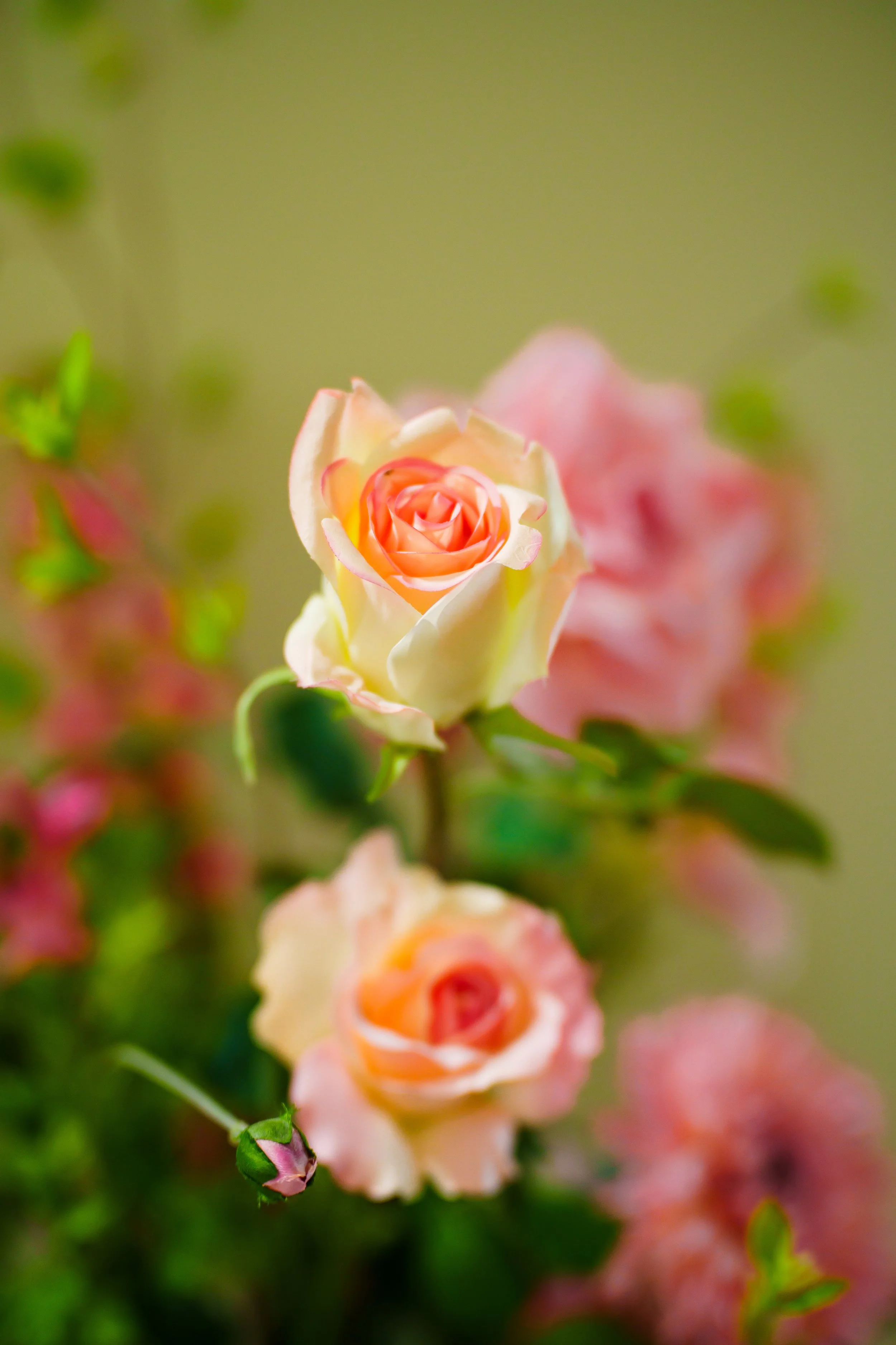 Close-up of a delicate, partially opened pink and cream rose flower with soft petals, surrounded by green foliage and blurred pink flowers in the background.