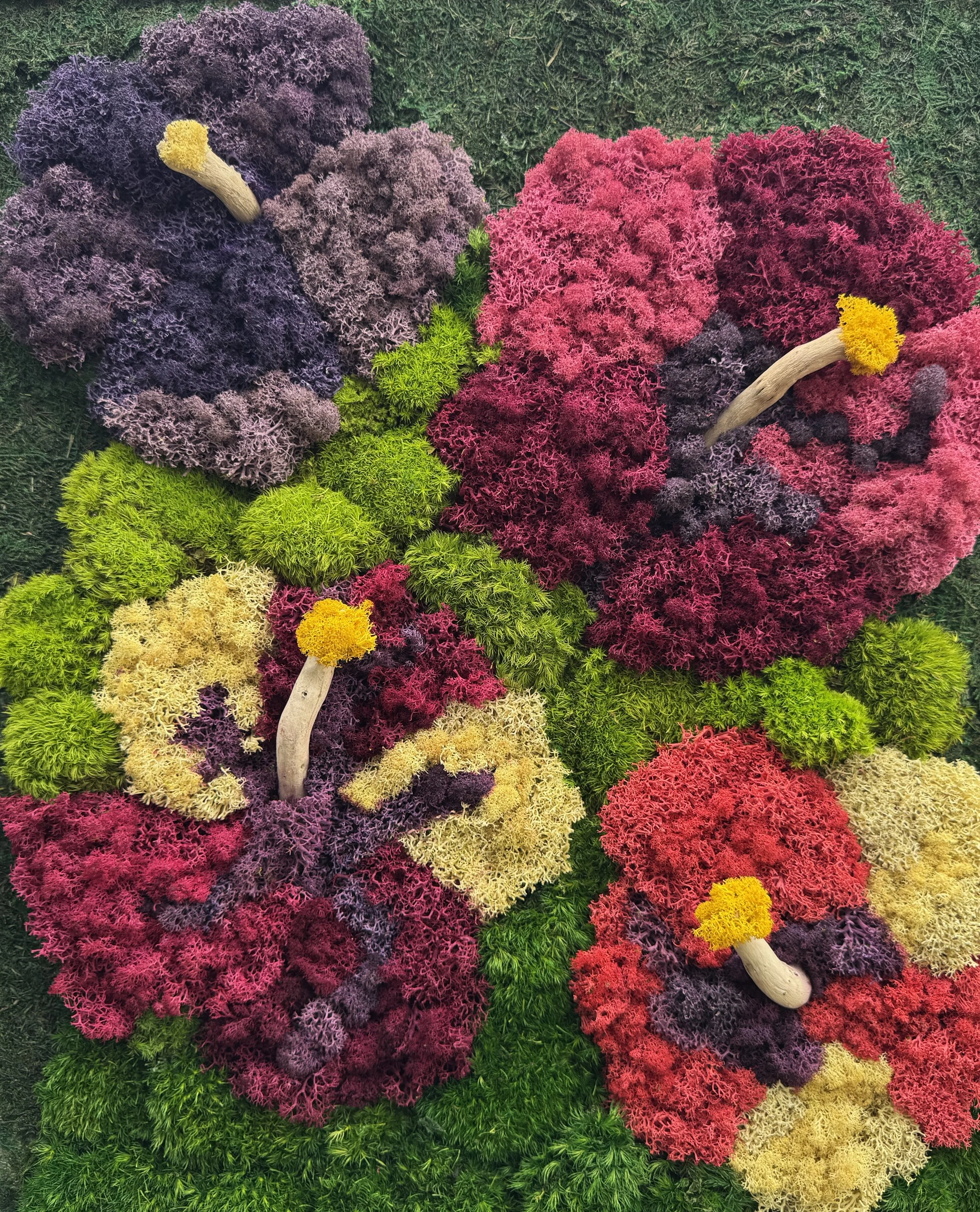 Hibiscus