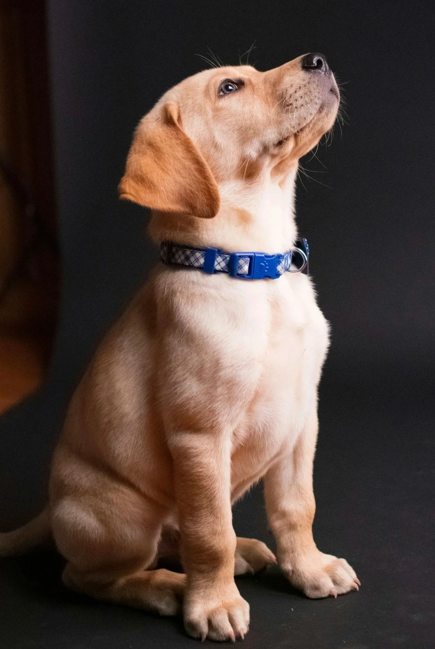 “When Should I Start Training My Dog?”