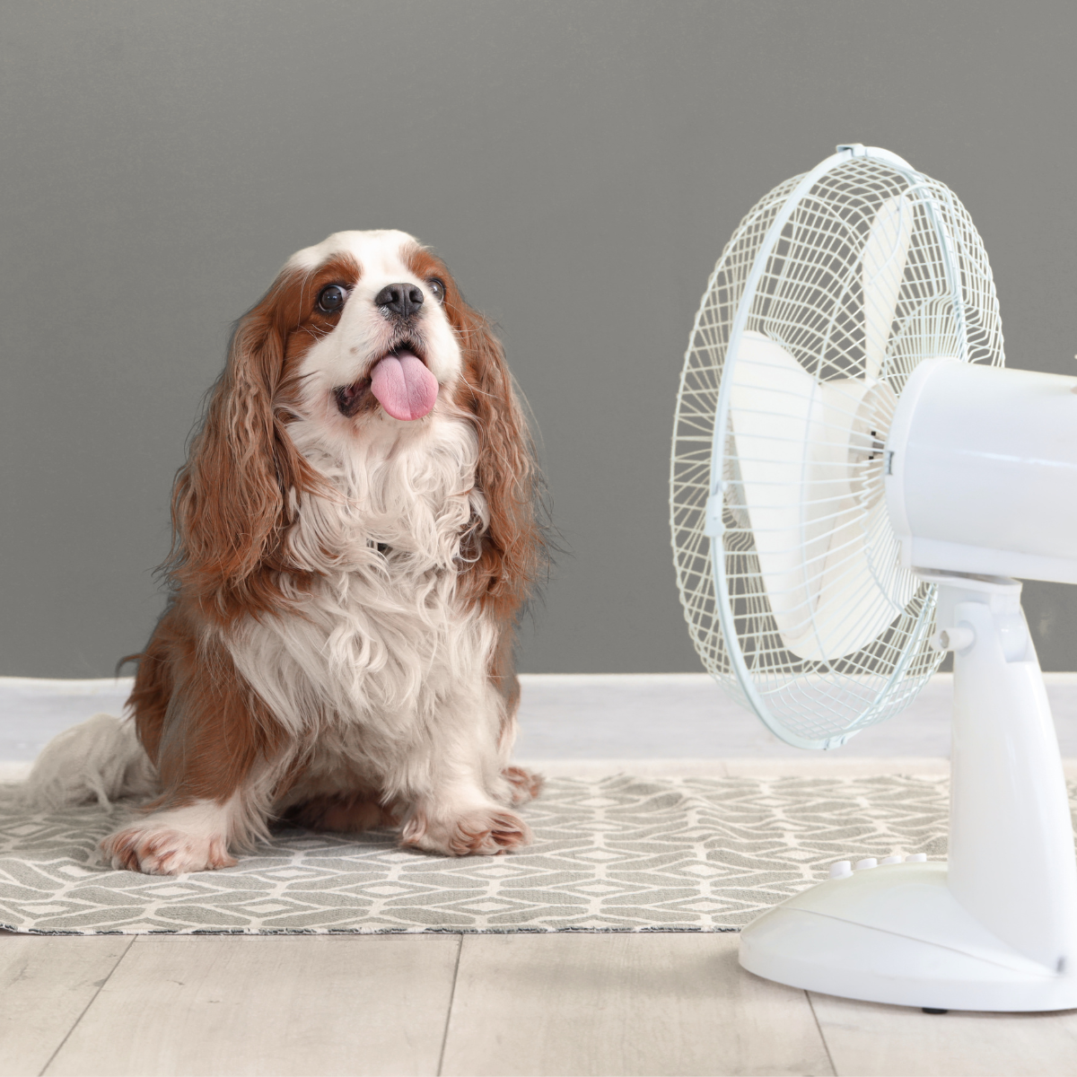 Denver Heat Is No Joke. Here’s What Your Dog Needs You to Know.
