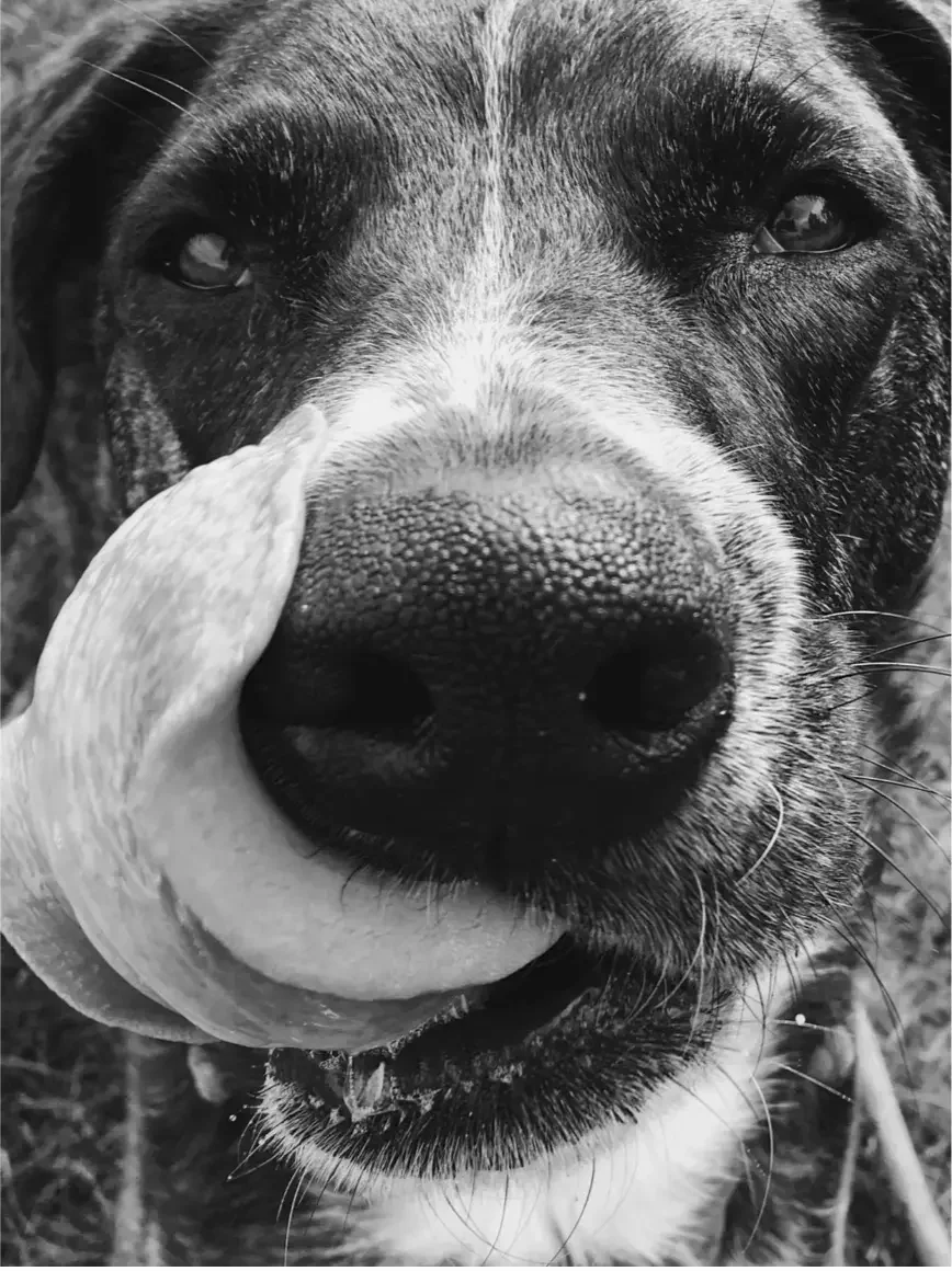 Dog training done right. Denver's best dog training.