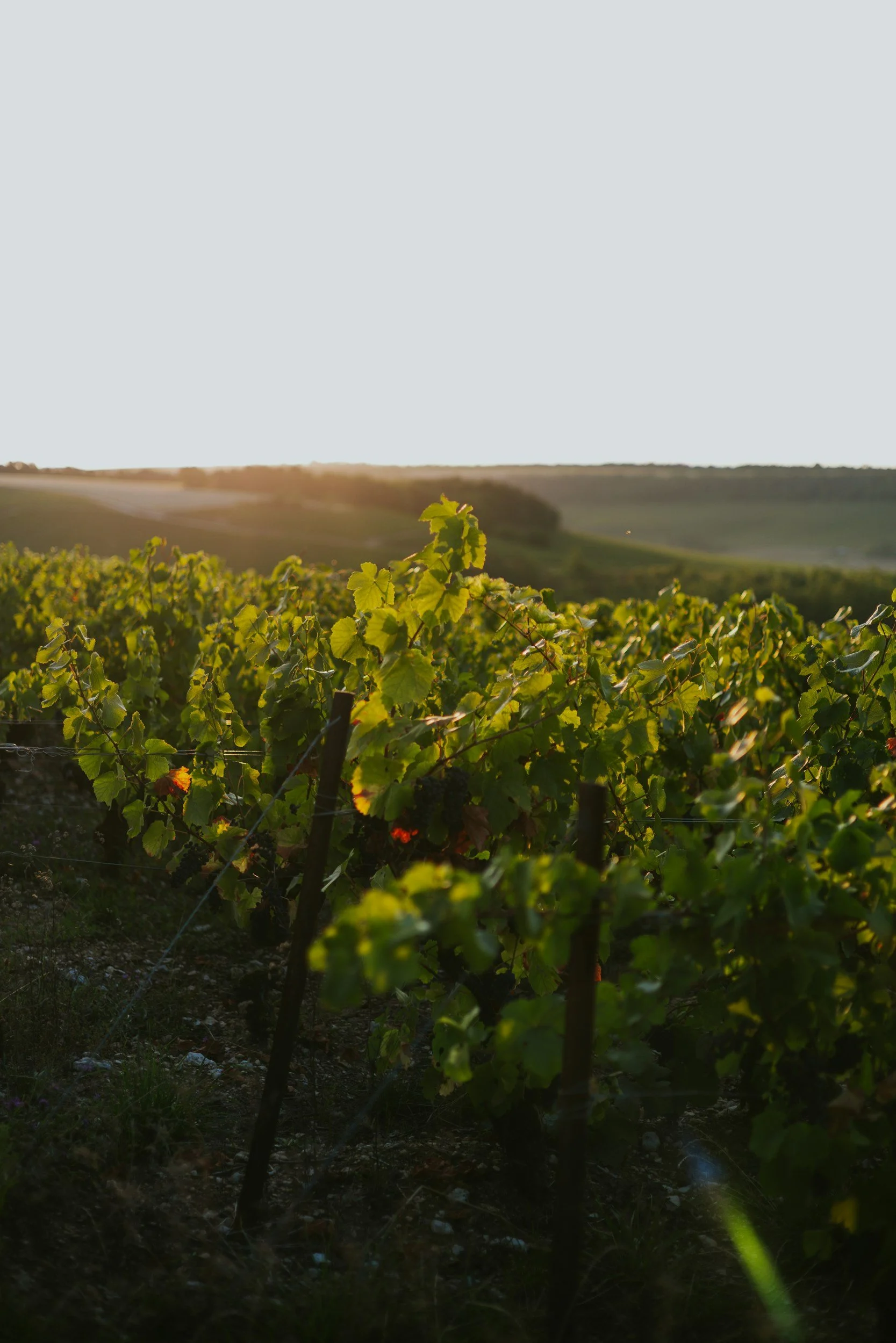 Vineyard with grape plants and rolling hills in the background during sunset.