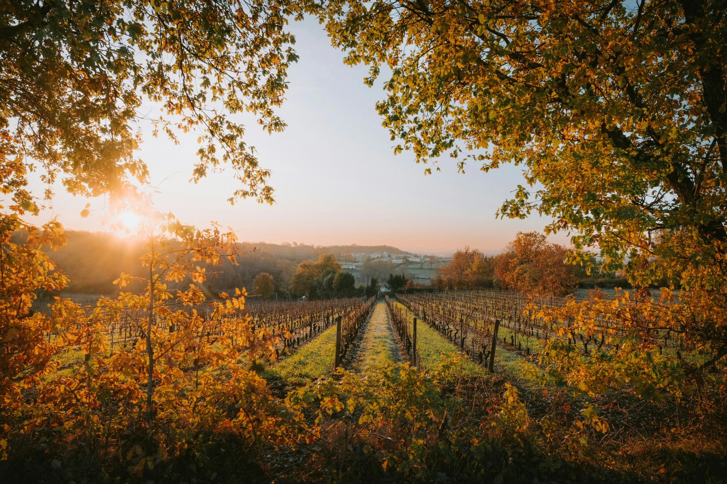 A vineyard with grapevines, framed by trees with autumn leaves, at sunrise or sunset over rolling hills.