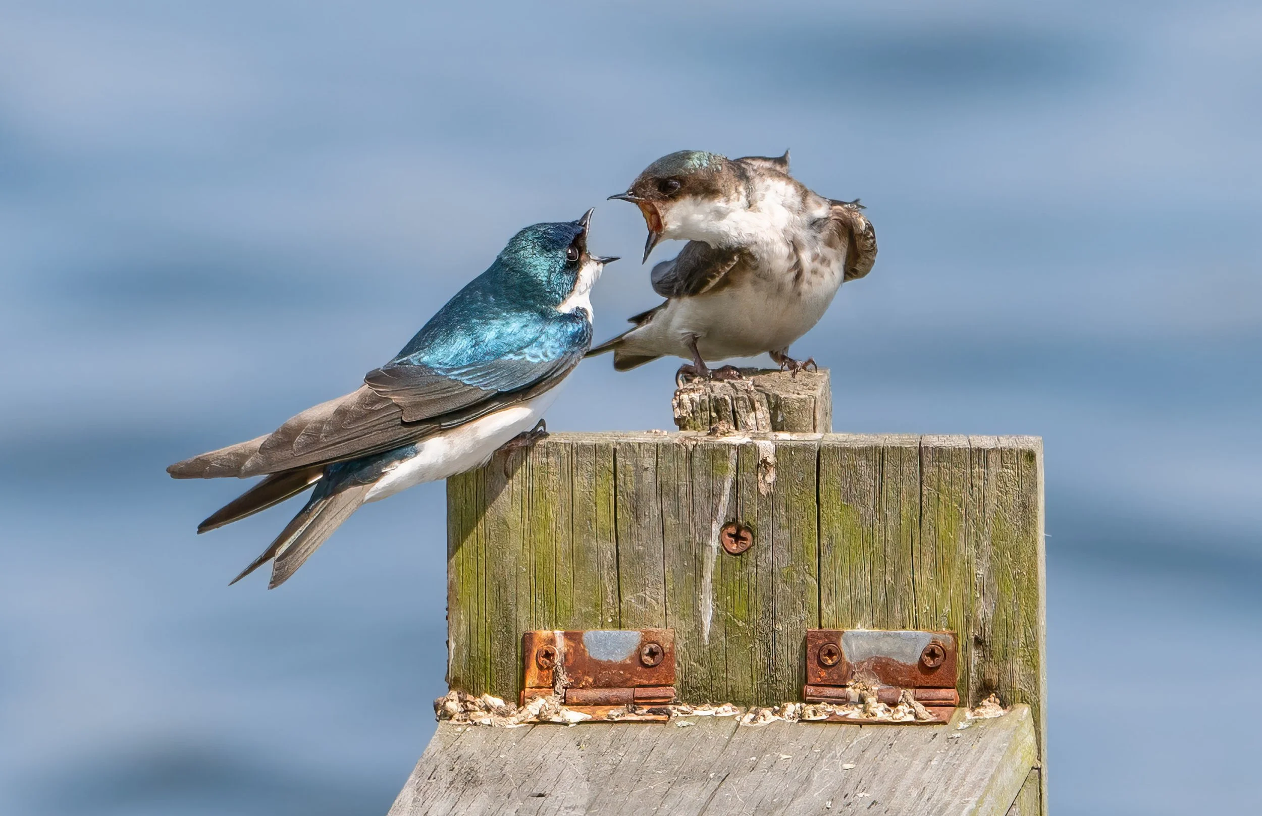 Tree Swallows