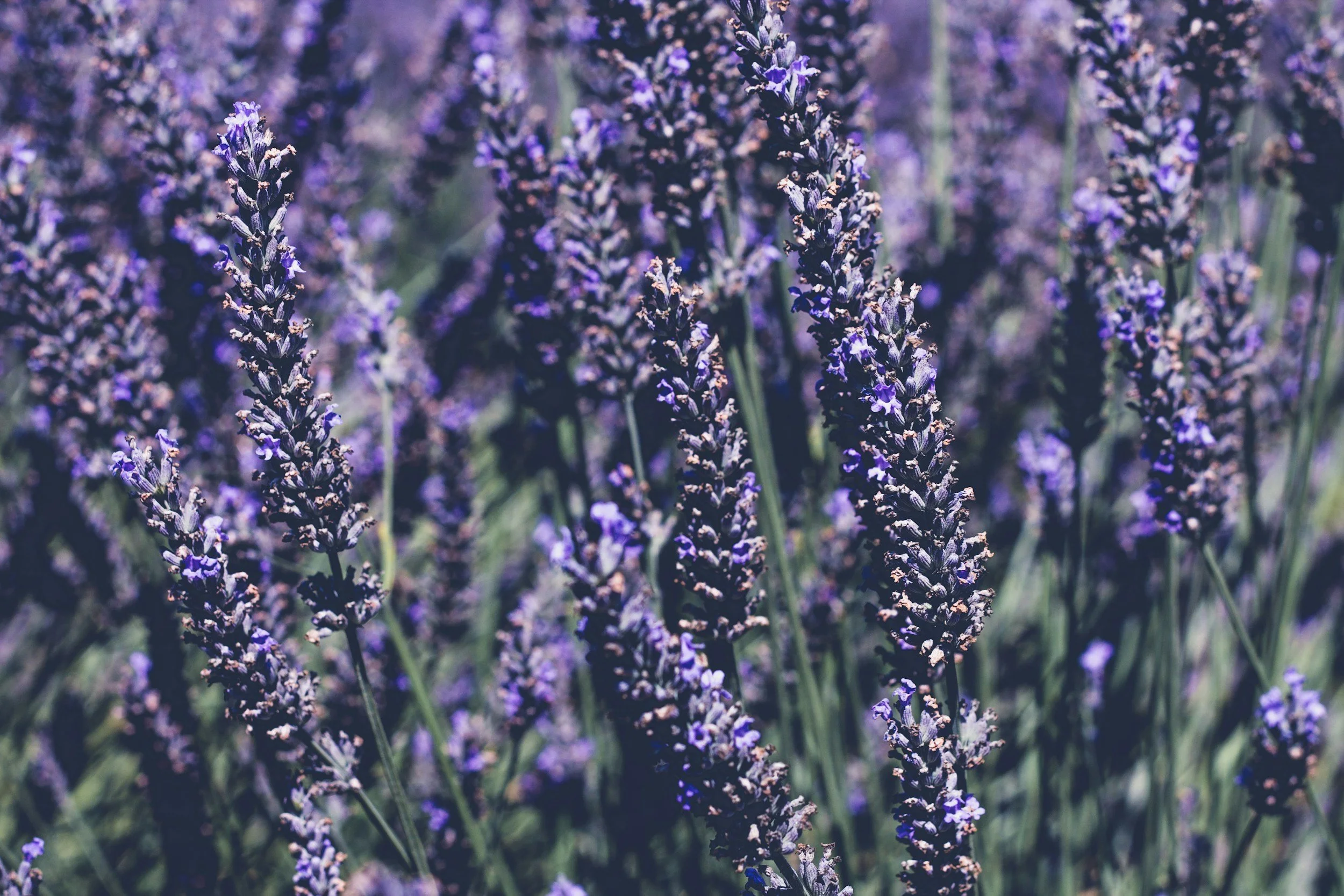unsplash-image-0hiCNYtH7TI.jpg