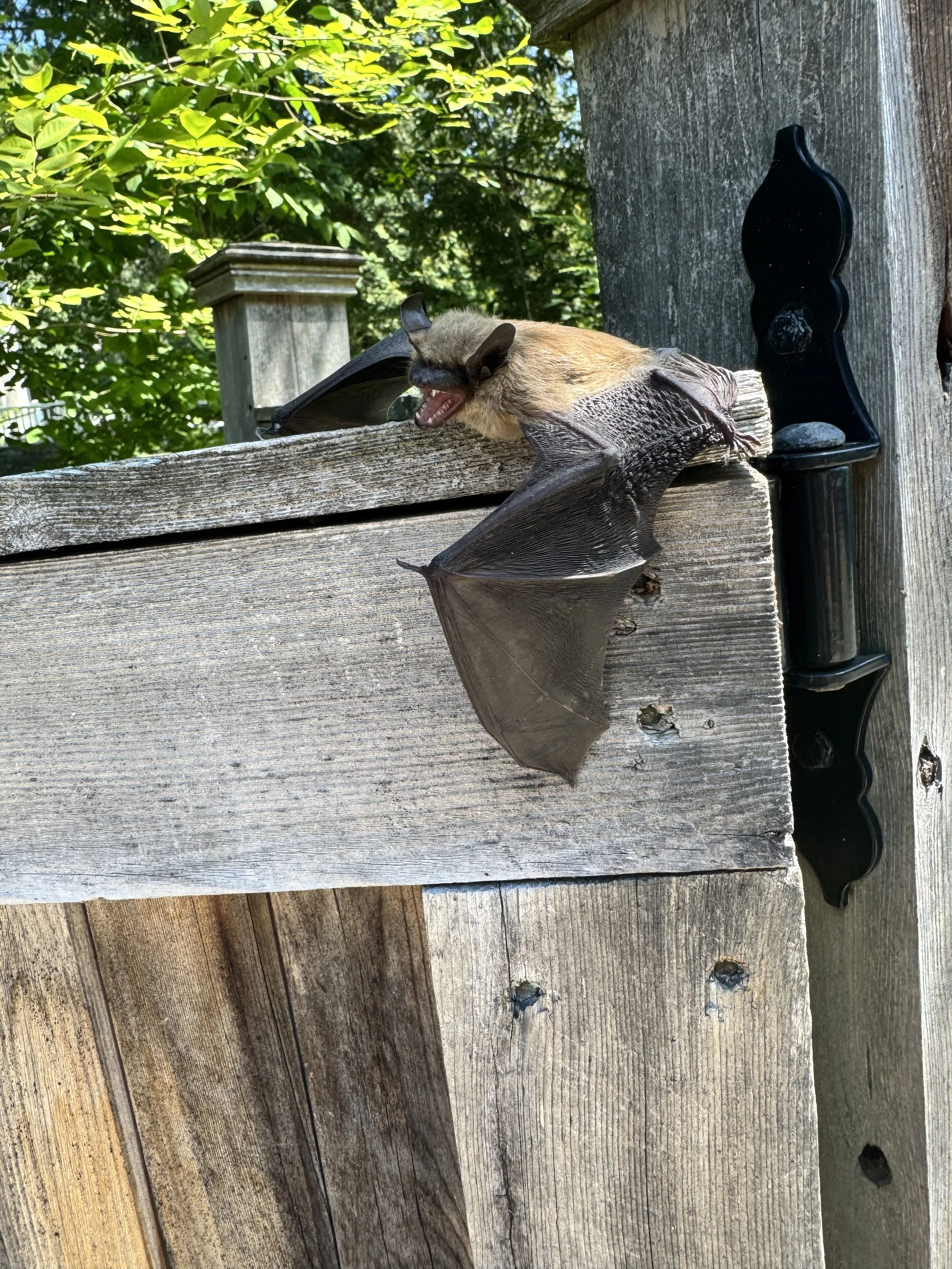 A bat hanging upside down from a wooden beam, yawning with its mouth open, in an outdoor setting with green foliage in the background.