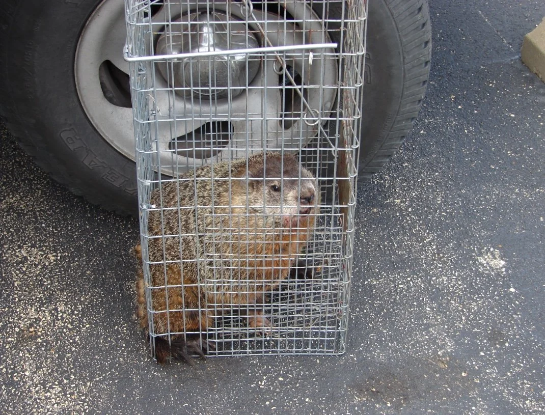 A caged groundhog on a parking lot ground near a vehicle tire.