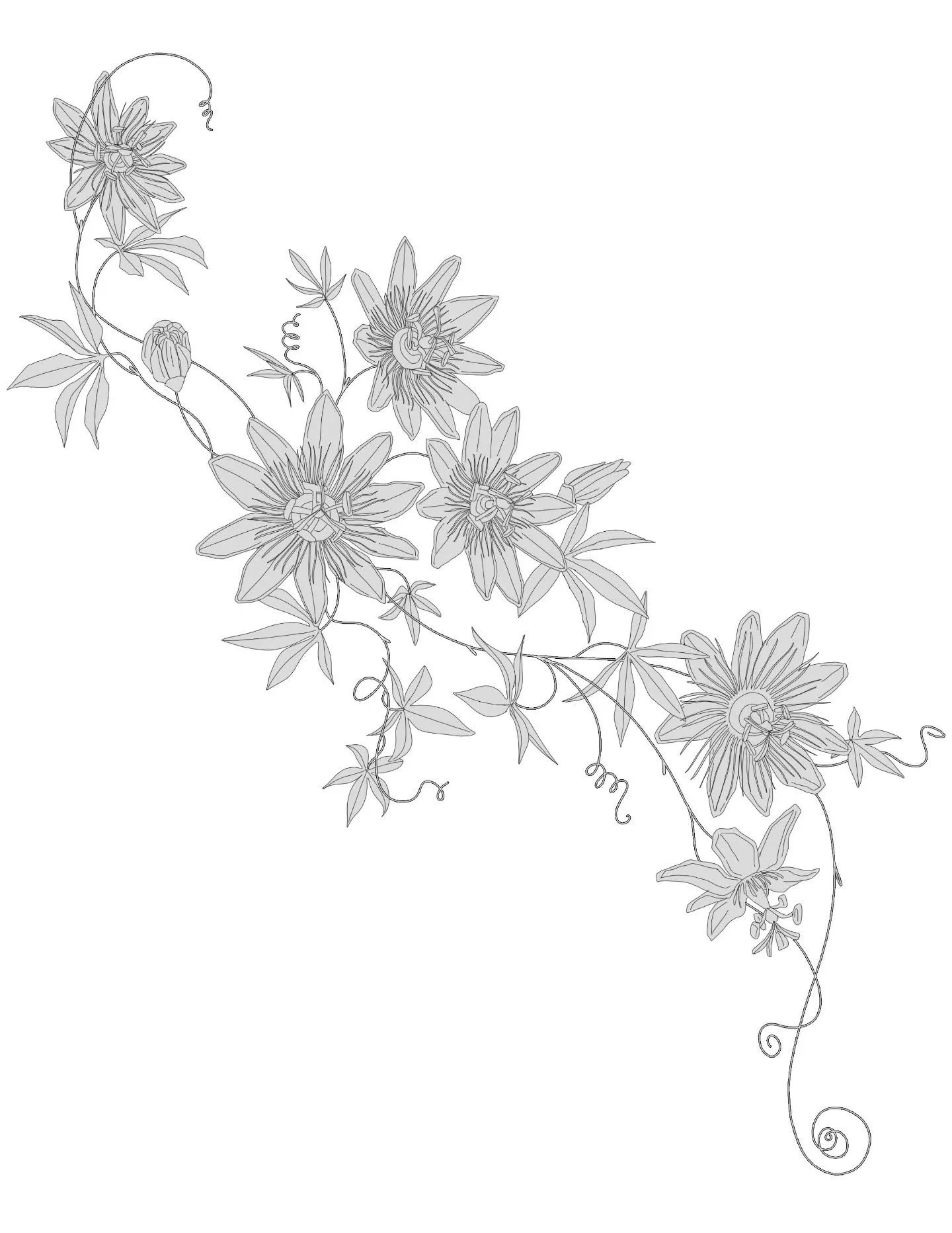 ✨Available Design✨
Passiflora "passionflower"

Priced at my lower, preferred pricing of $125/hr

Striking, edible, medicinal, and aggressively prolific. 

Passiflora never ceases to amaze me with its surreal beauty.

-Vintage botanical real