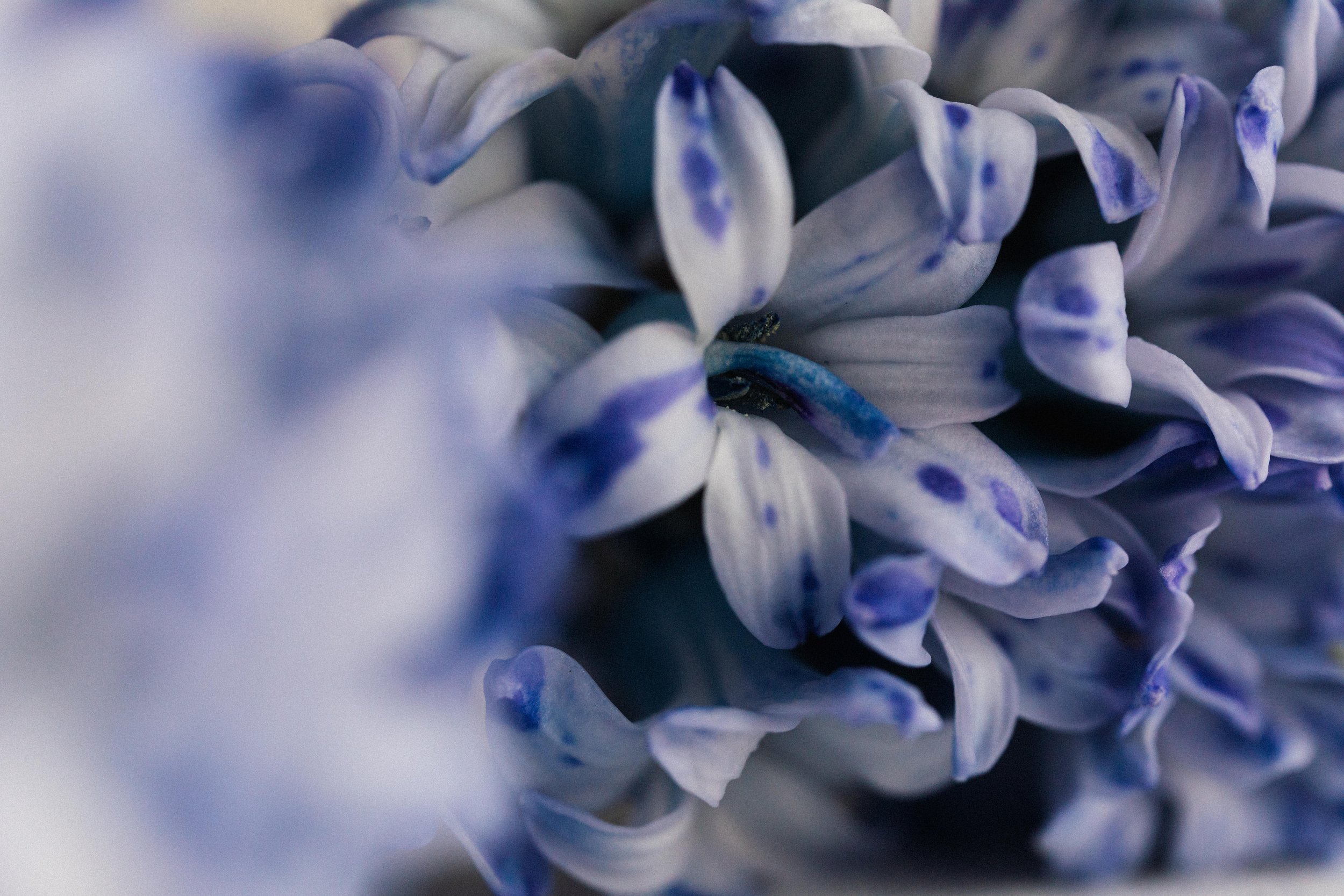 Close-up of light purple and white flowers with dark purple accents.