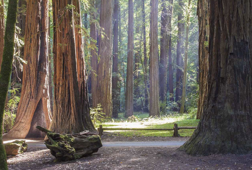 A forest with tall redwood trees, a dirt path, and sun rays filtering through the canopy.