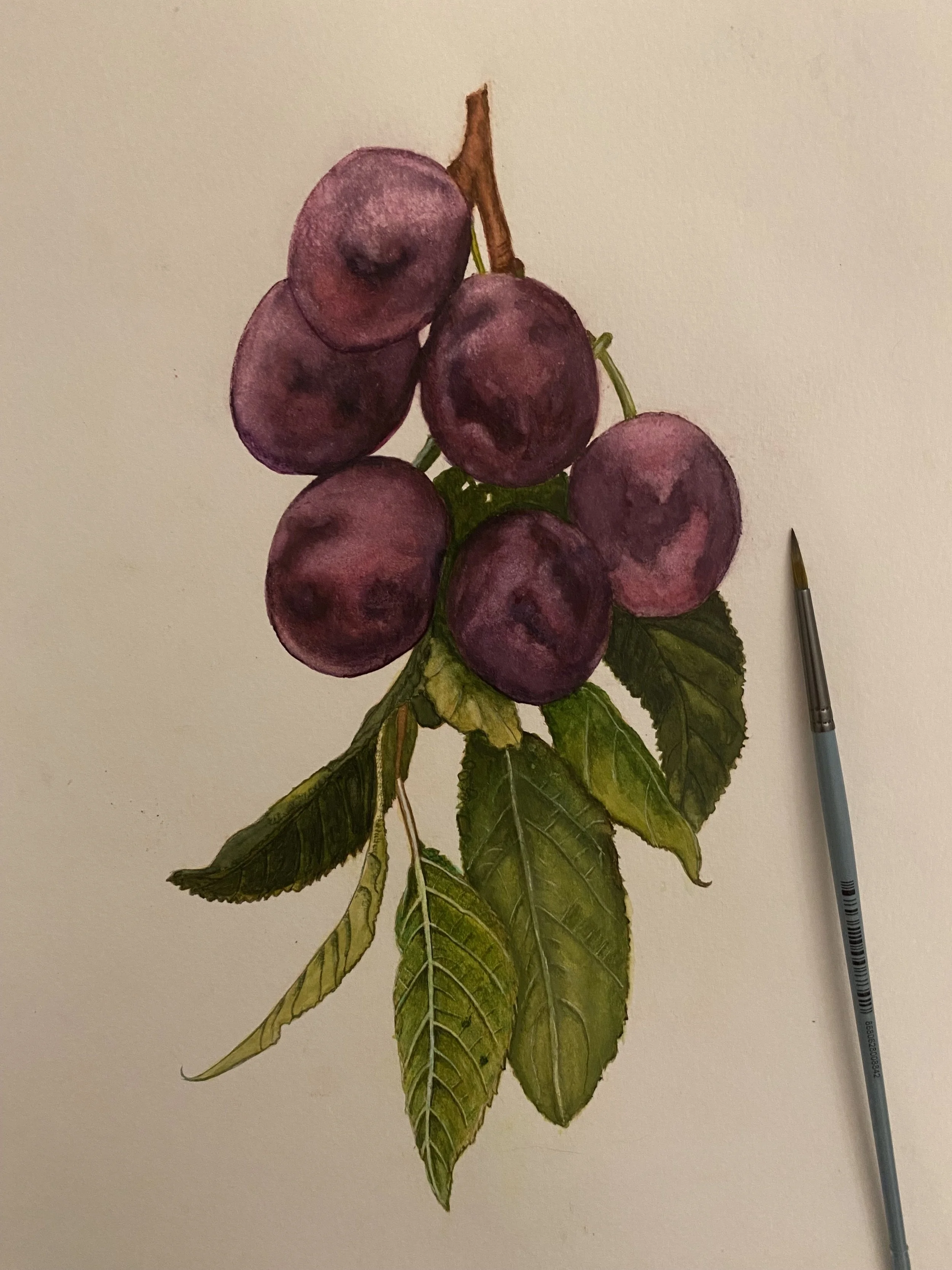 Cahide Bora - Kara Erik.jpeg