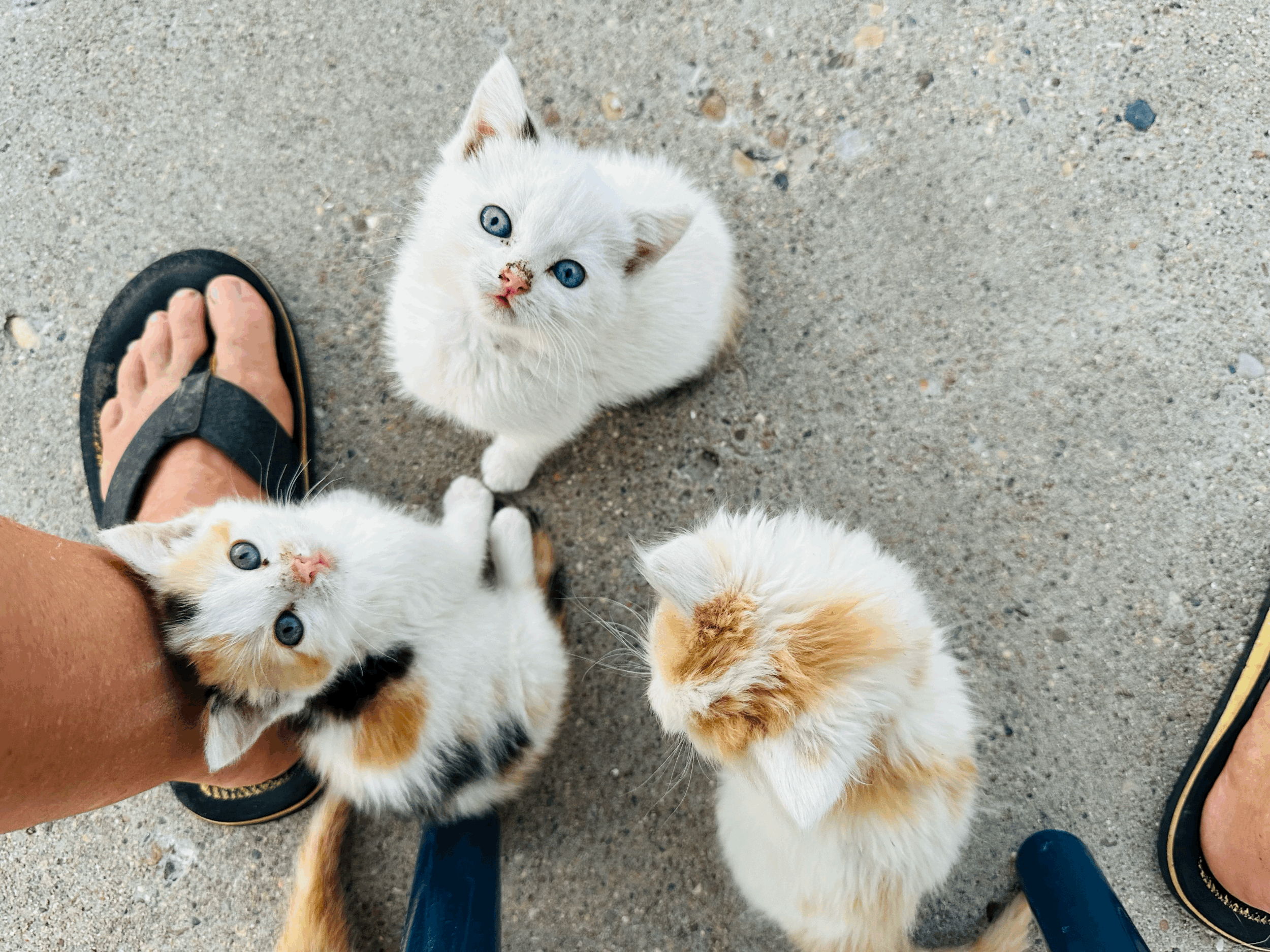 Patio Kittens.