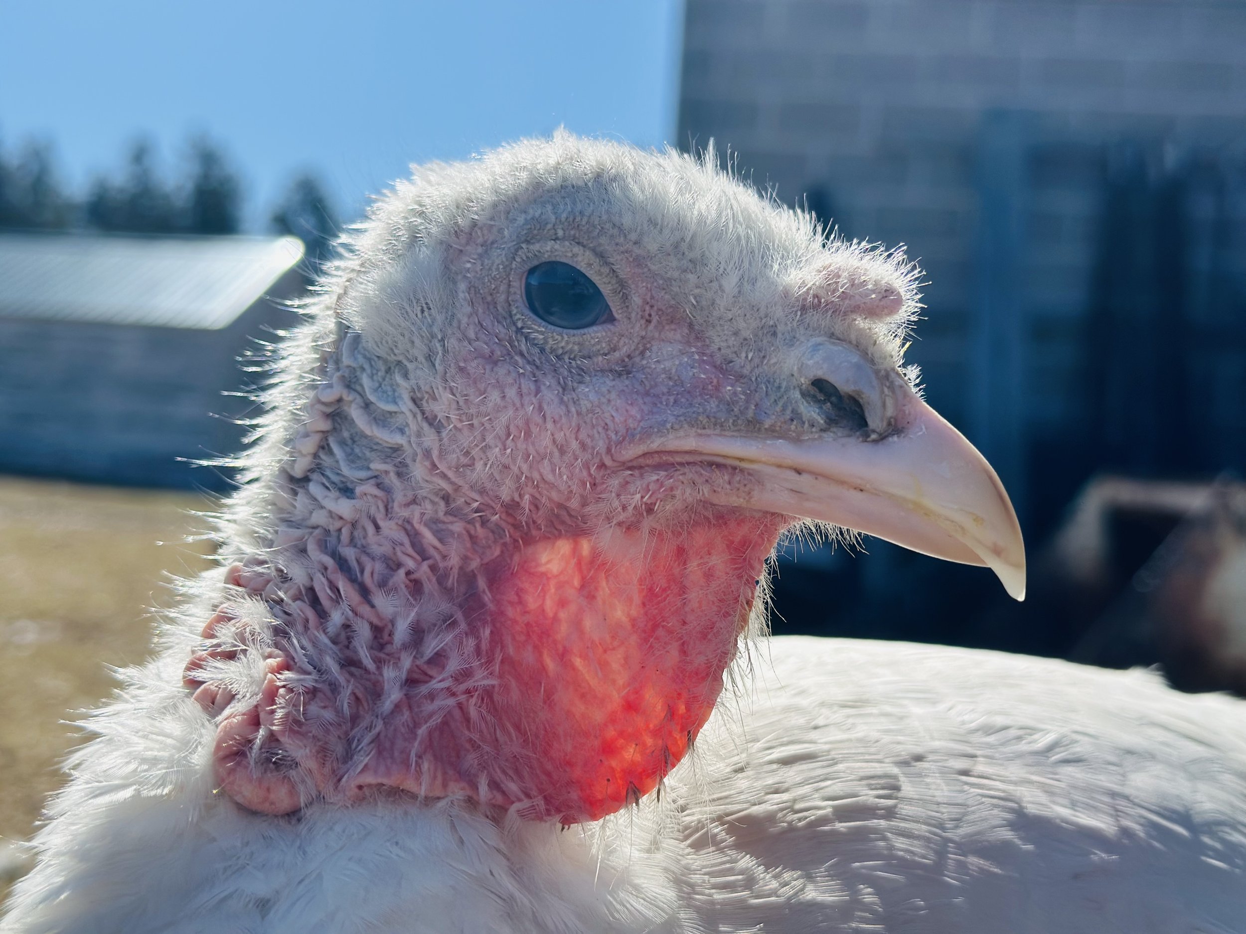 Carl the Turkey