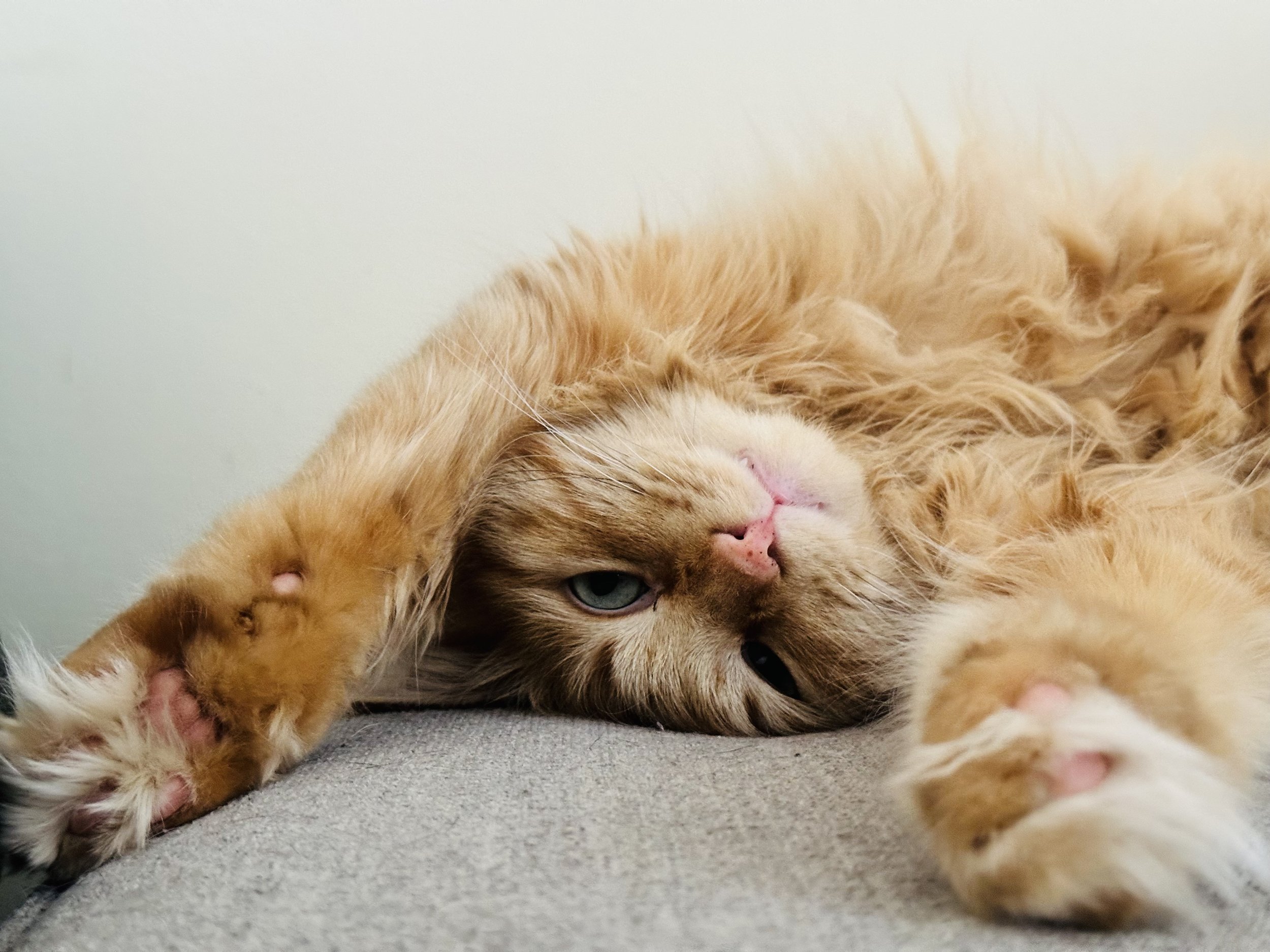 Why Does He Sleep Like This?