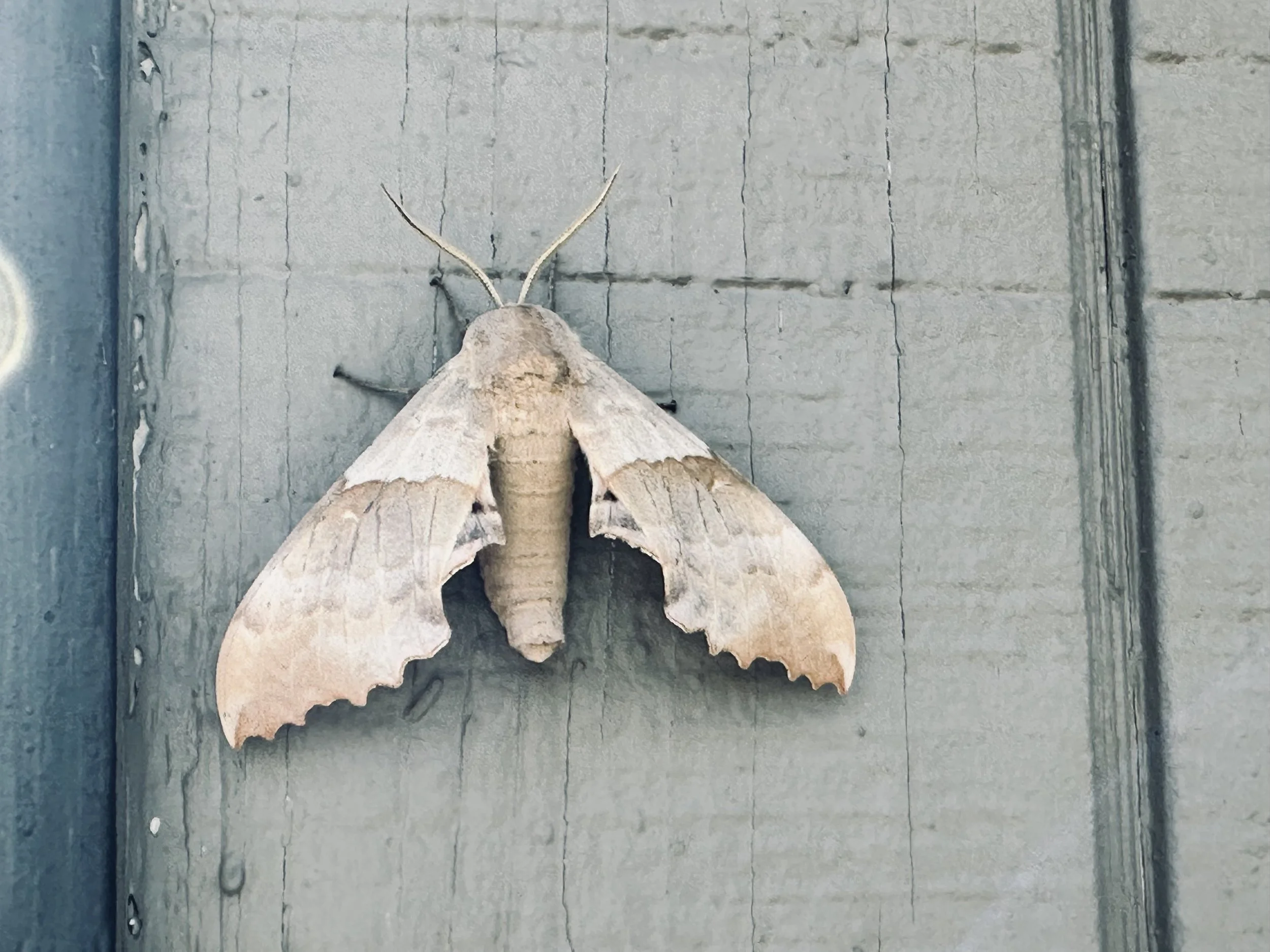 Moth!