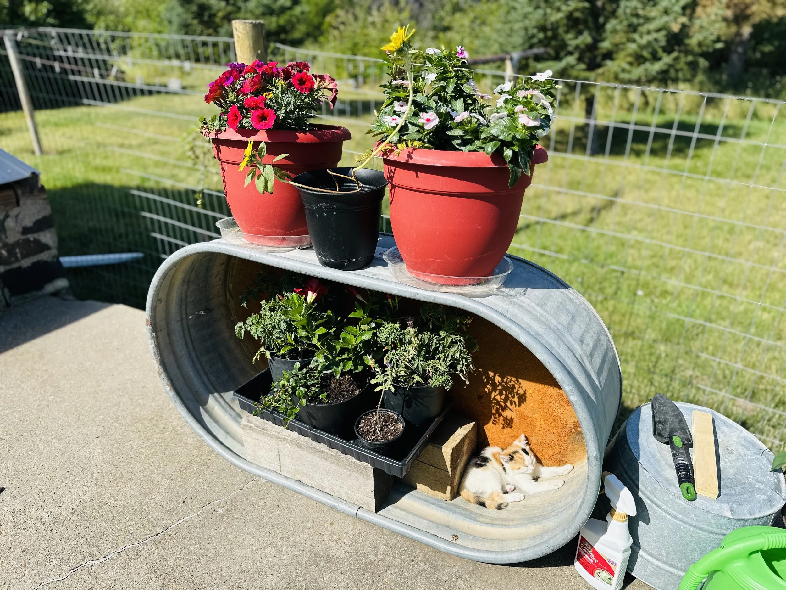 Cat in a Planter.