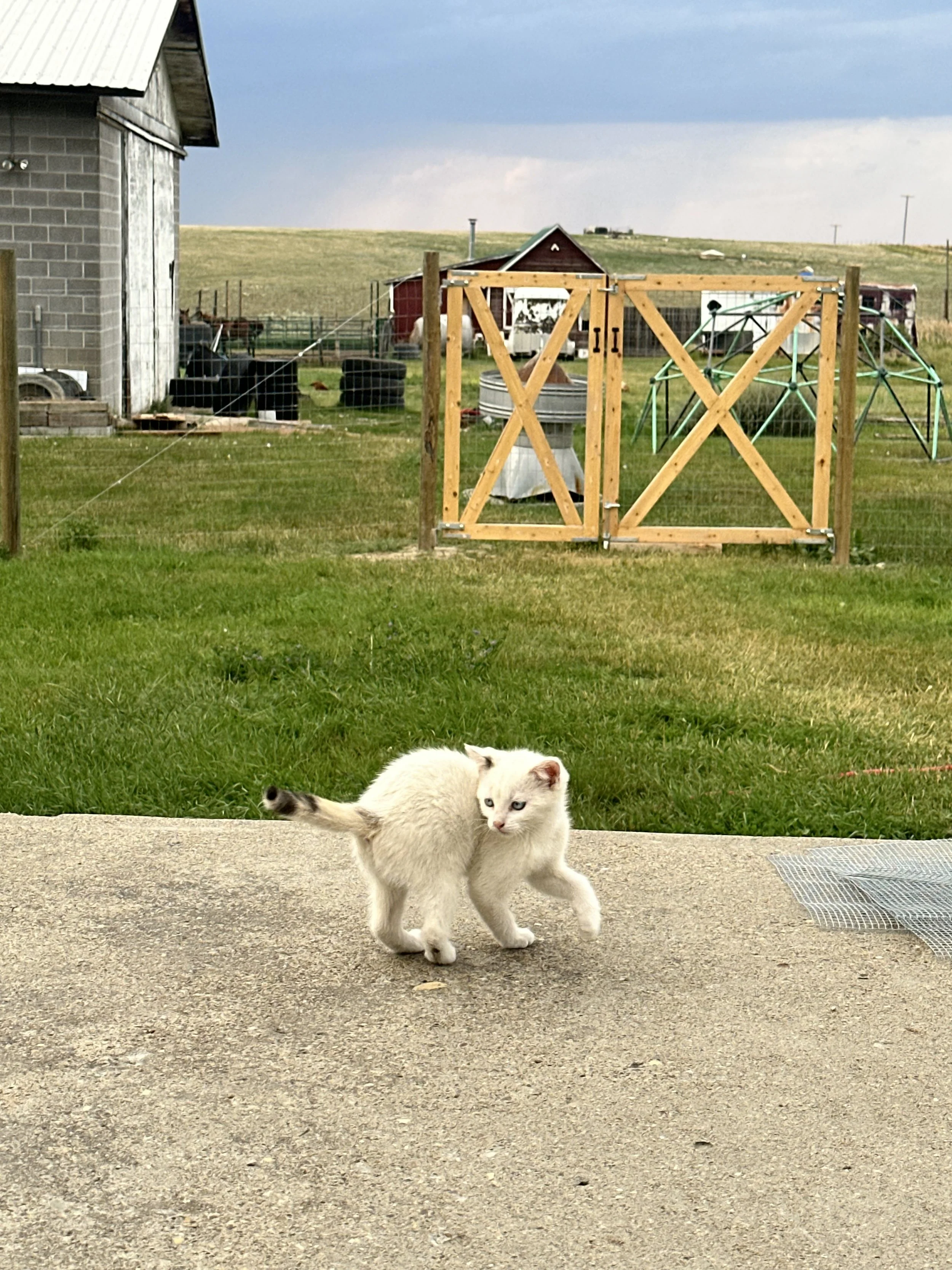 Tail Chasing.