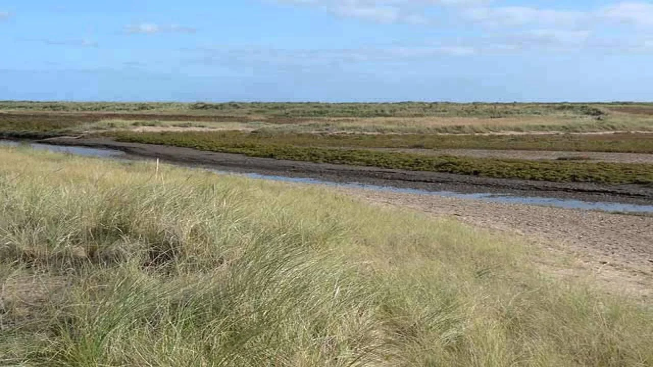 A peaceful landscape with tall grass in the foreground, a small creek or stream running through the middle, and flat, green fields in the background under a partly cloudy sky.