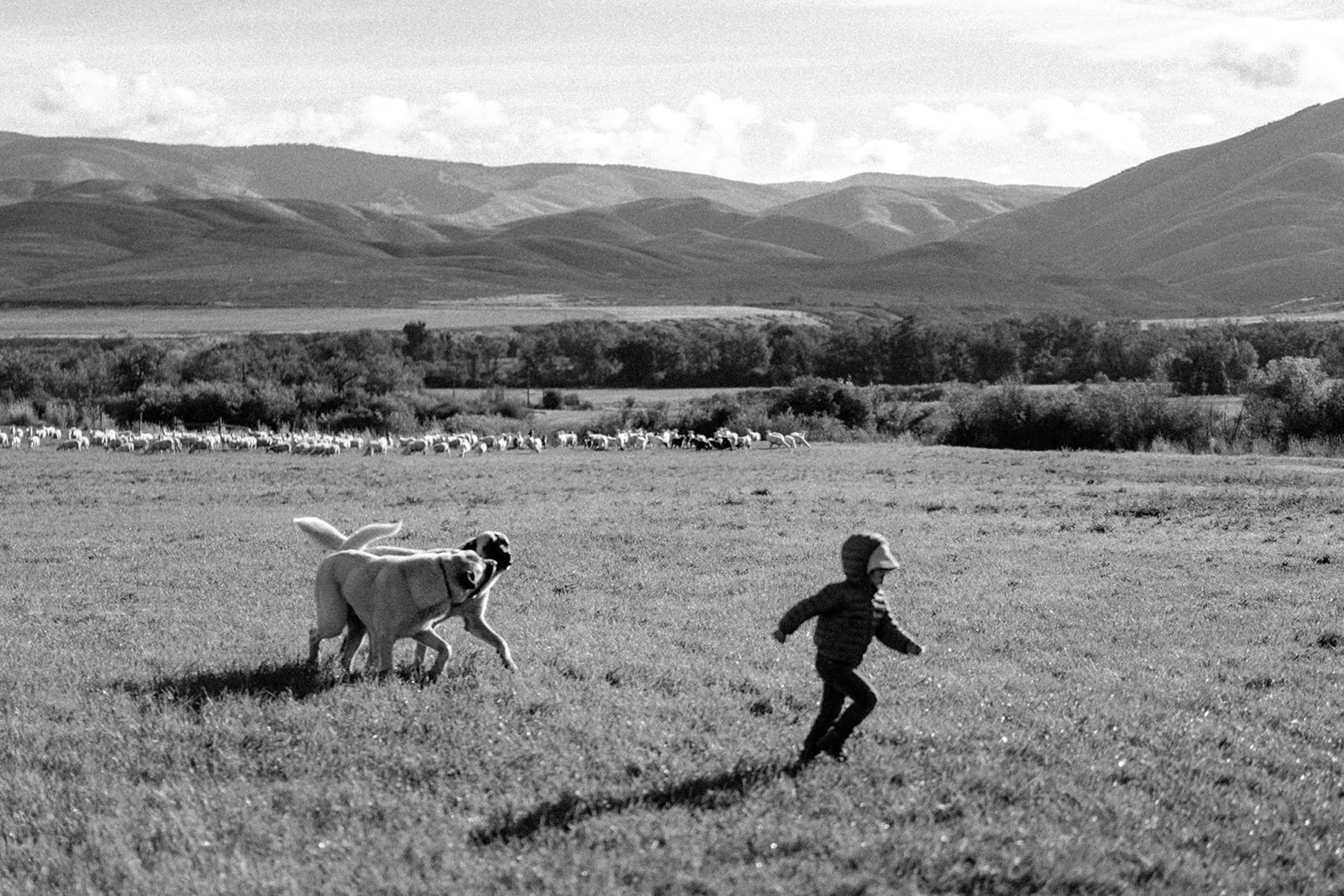 Black and white image of a child running alongside two dogs with a large sheep flock and Montana mountains in the distance, editorial photography by Tori Pintar