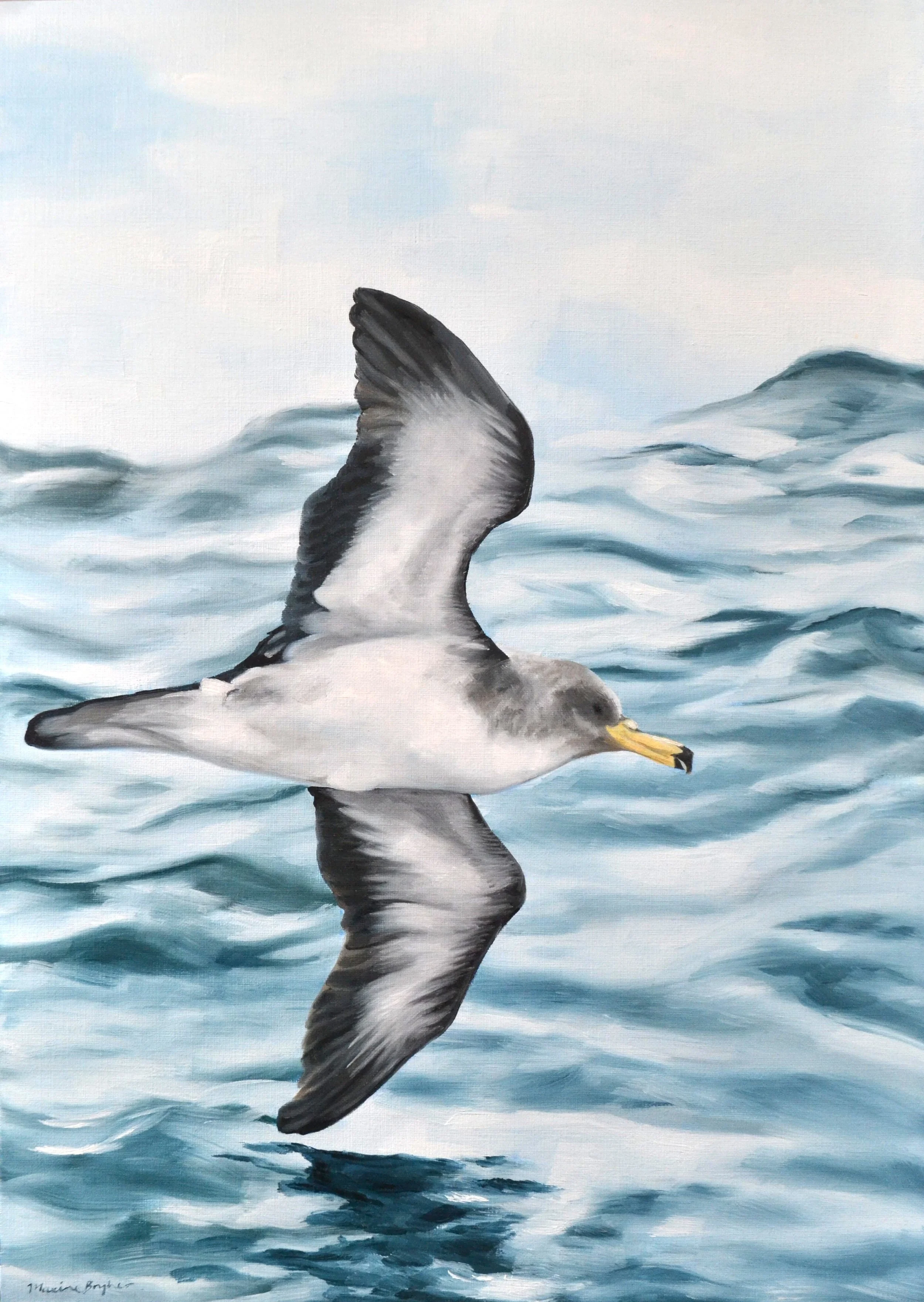 Cory's Shearwater
2024 - oil paint on canvas board - 297x420mm