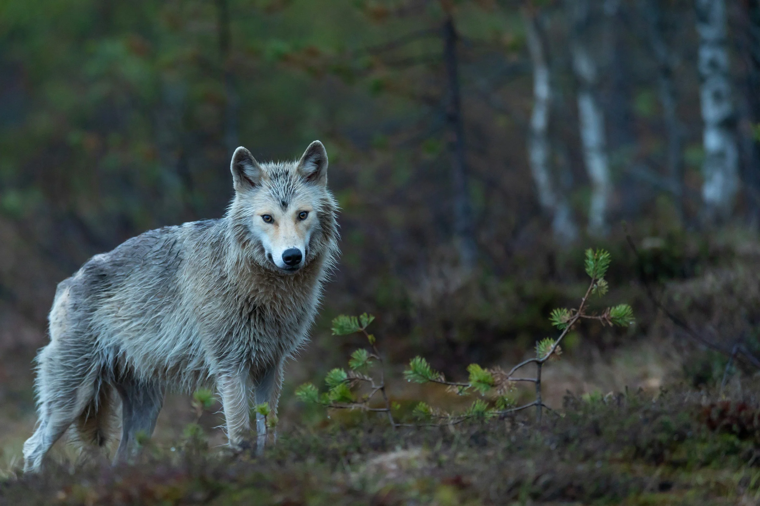 grey wolf in woods