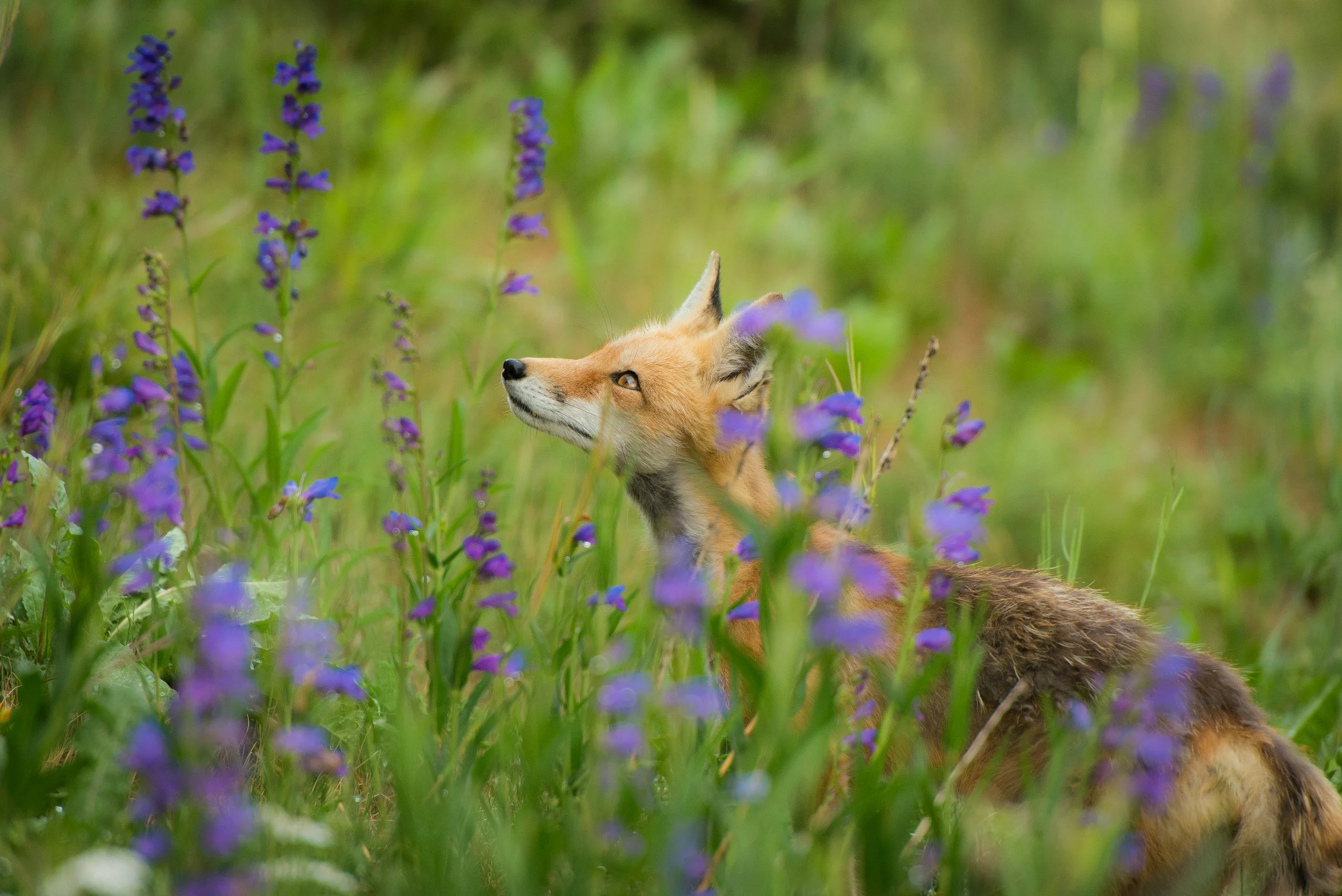 Fox in a field of wild flowers