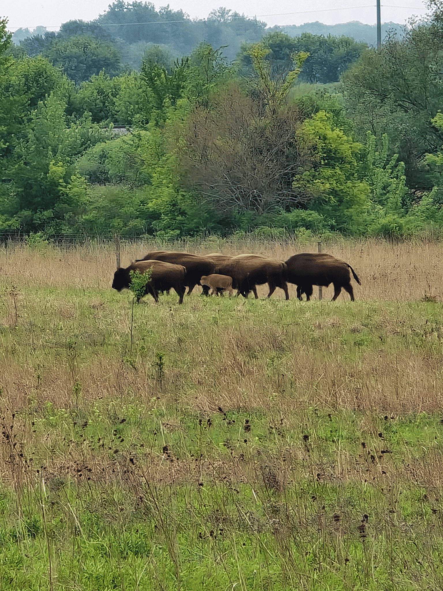 A landscape featuring a bison herd grazing in a grassy field, with a background of green trees under a cloudy sky at Burlington Prairie Forest Preserve.