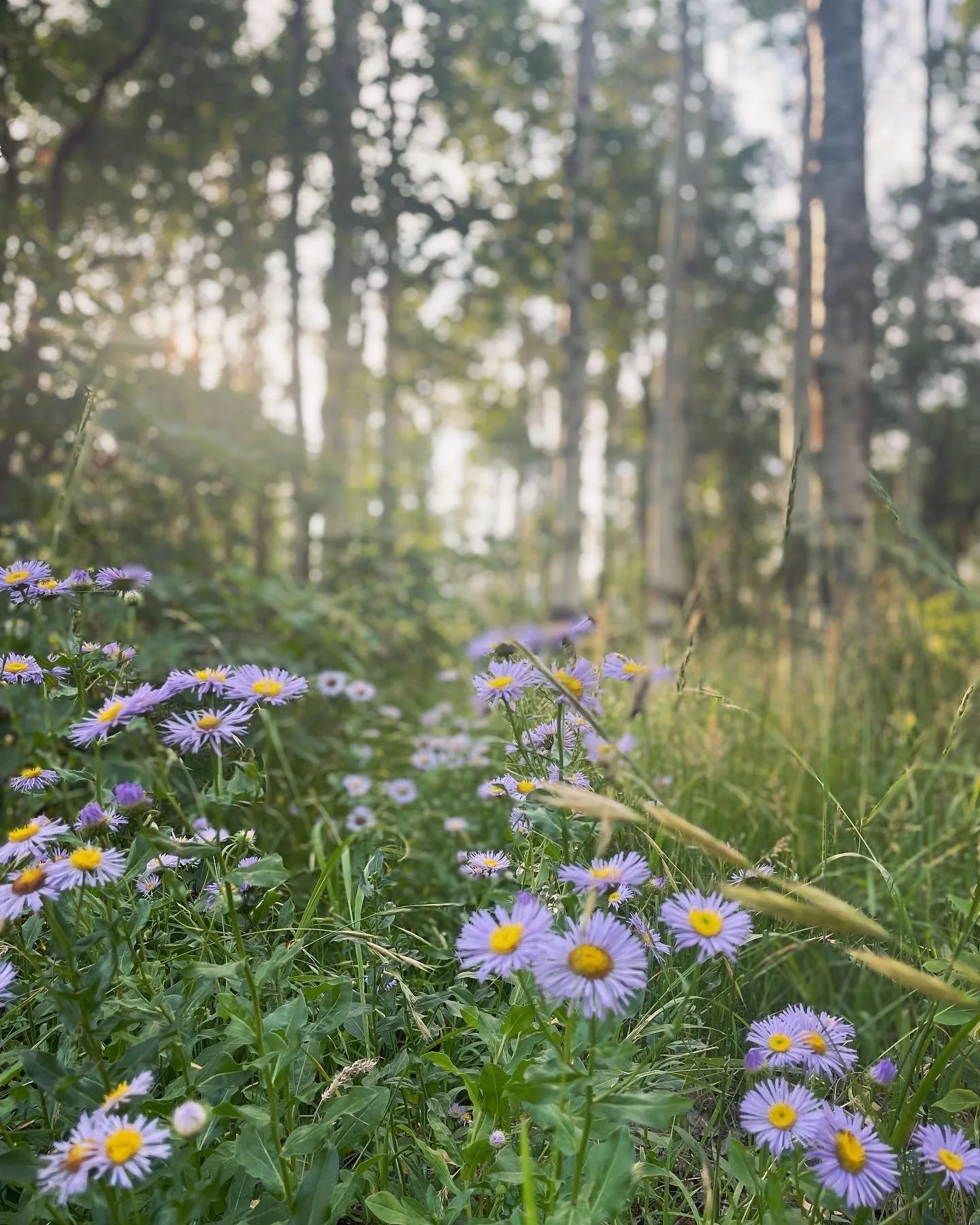 Wildflowers growing in a forest with trees in the background and sunlight filtering through the canopy.