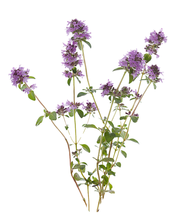 A sprig of purple flowering herb with green leaves and multiple clusters of small purple flowers on thin stems.