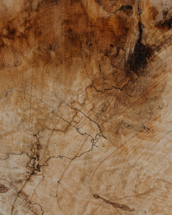 Close-up photo of a tree stump showing growth rings and cracks.