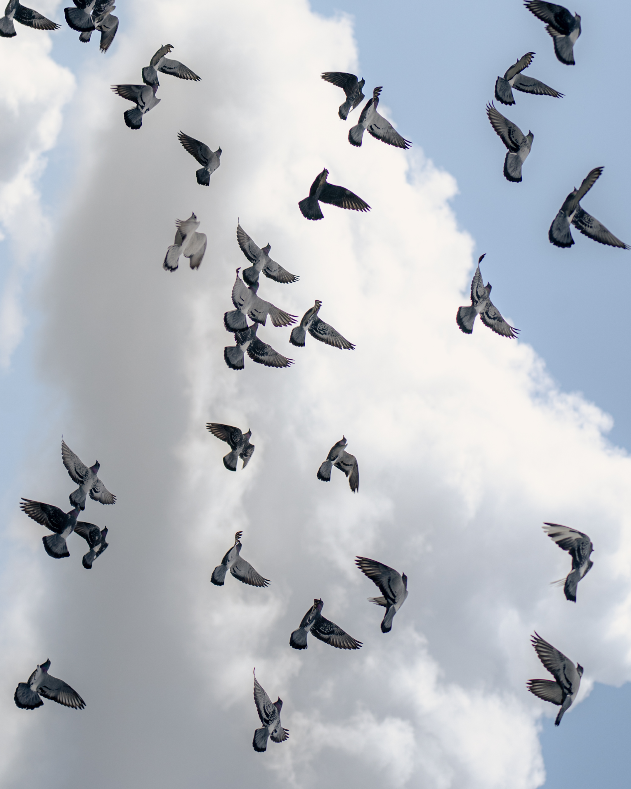 A flock of pigeons flying in a cloudy sky.