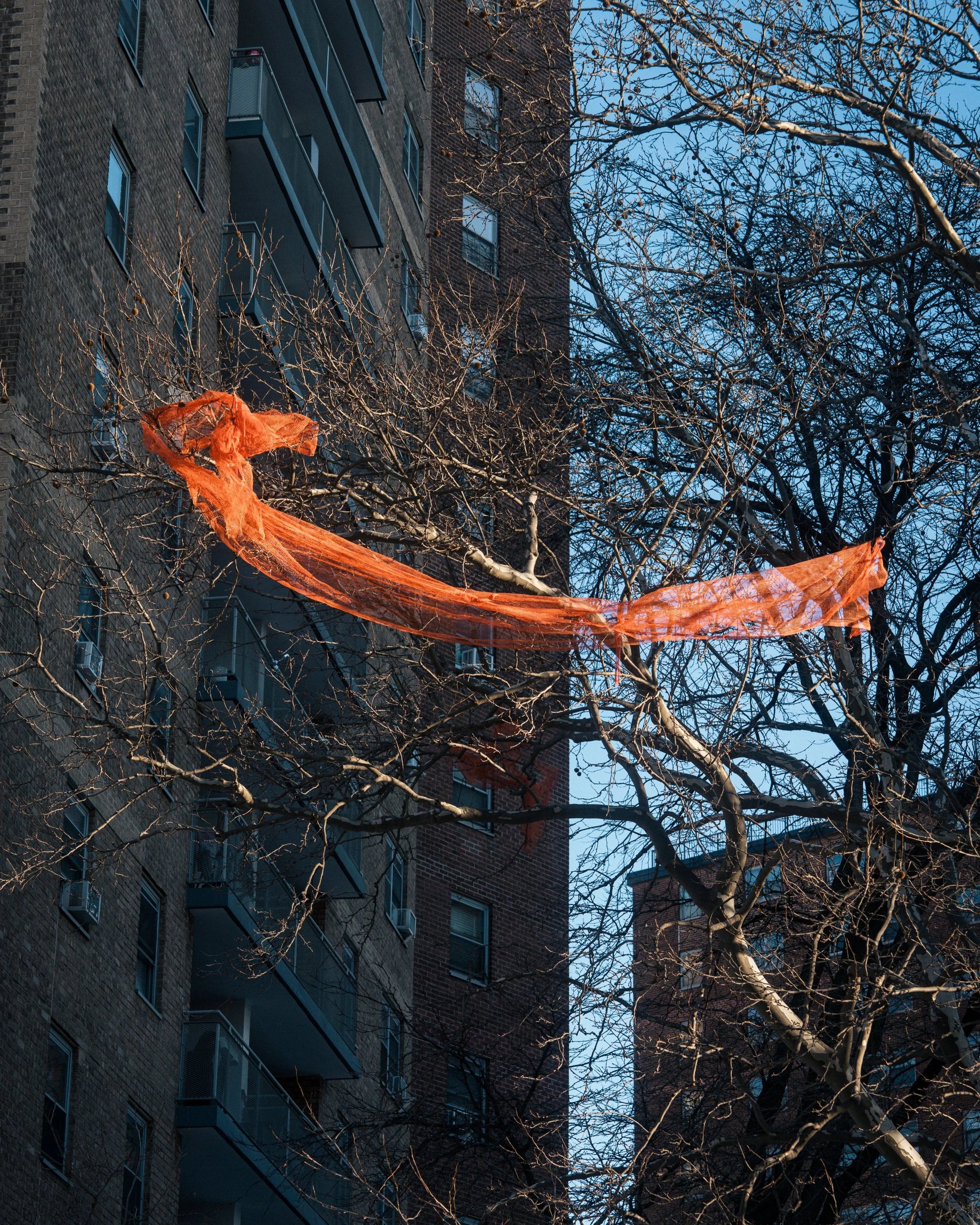 An urban residential building with multiple balconies and windows, a leafless tree with snow on its branches, and orange construction or safety netting stretched across the branches against a clear blue sky.